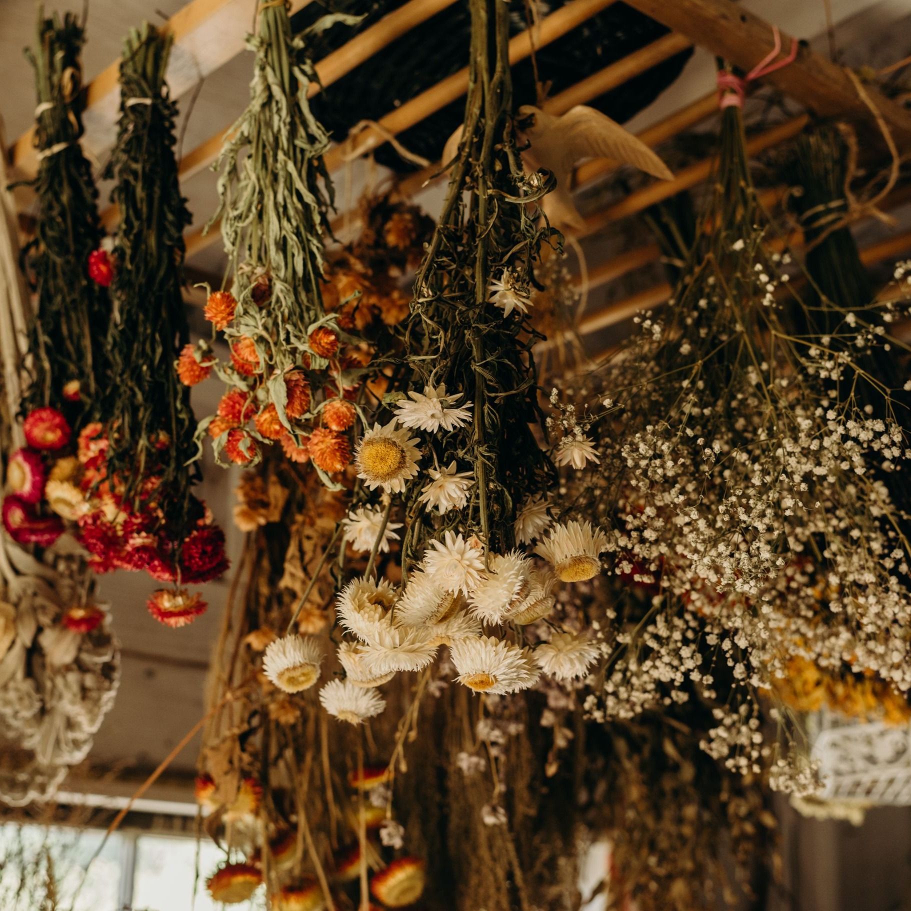 Image of Everlasting Dried Flowers (Box)