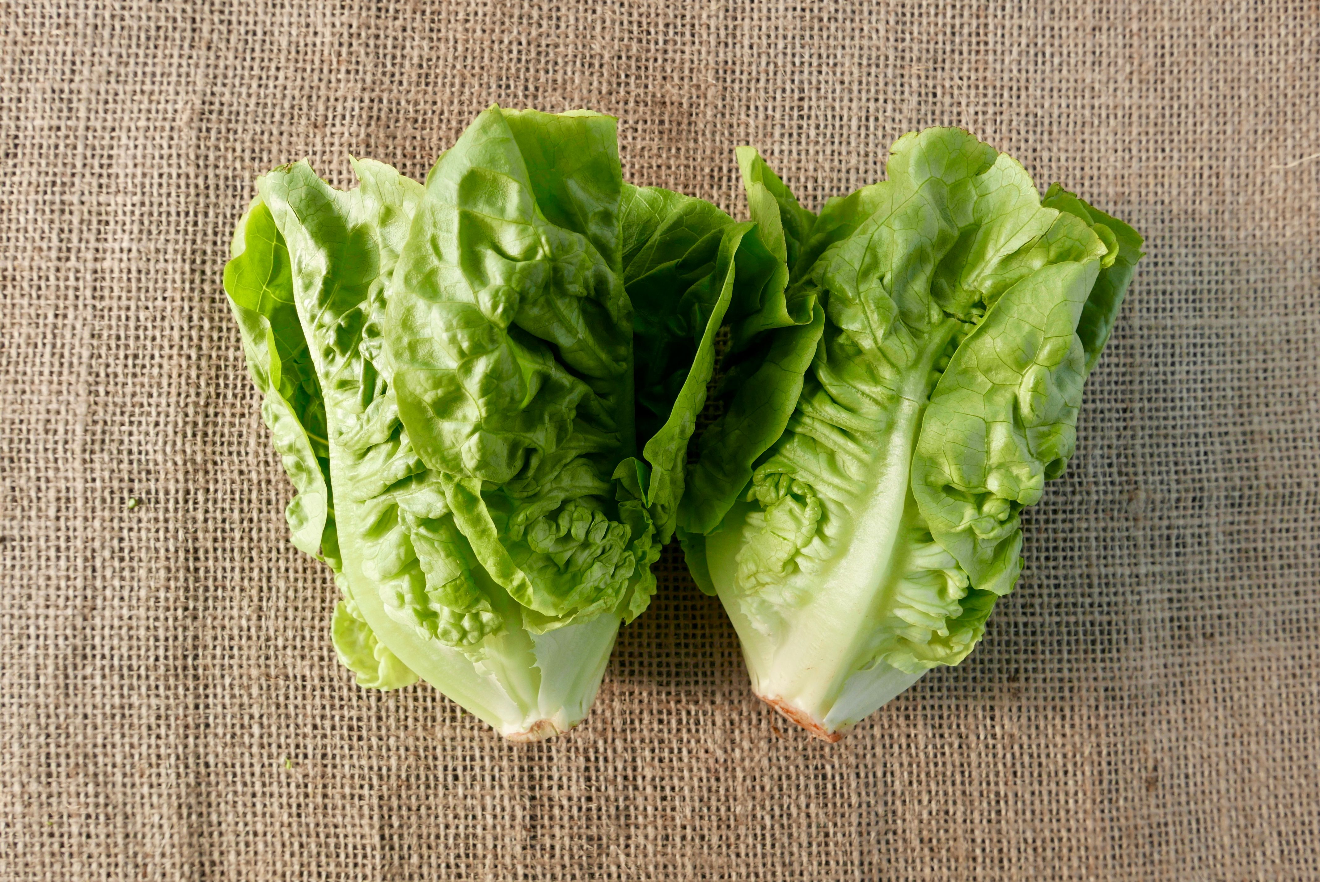 Gem Lettuce