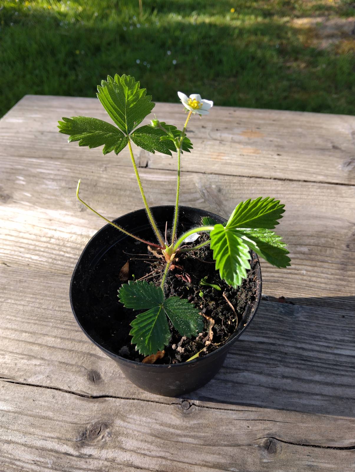 Image of Wild Strawberry - Plant (Tyn yr Helyg)