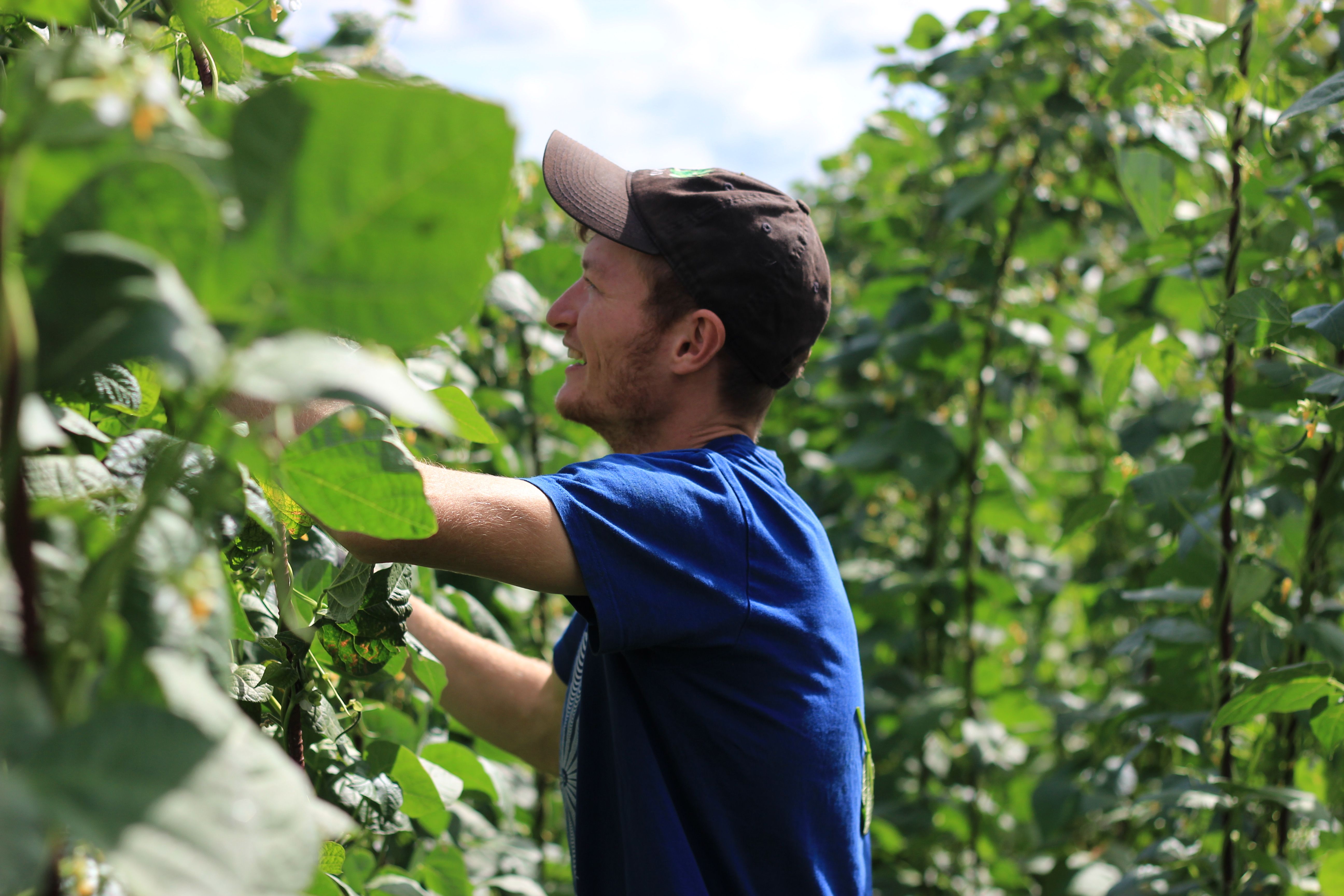 Image of Certified organic