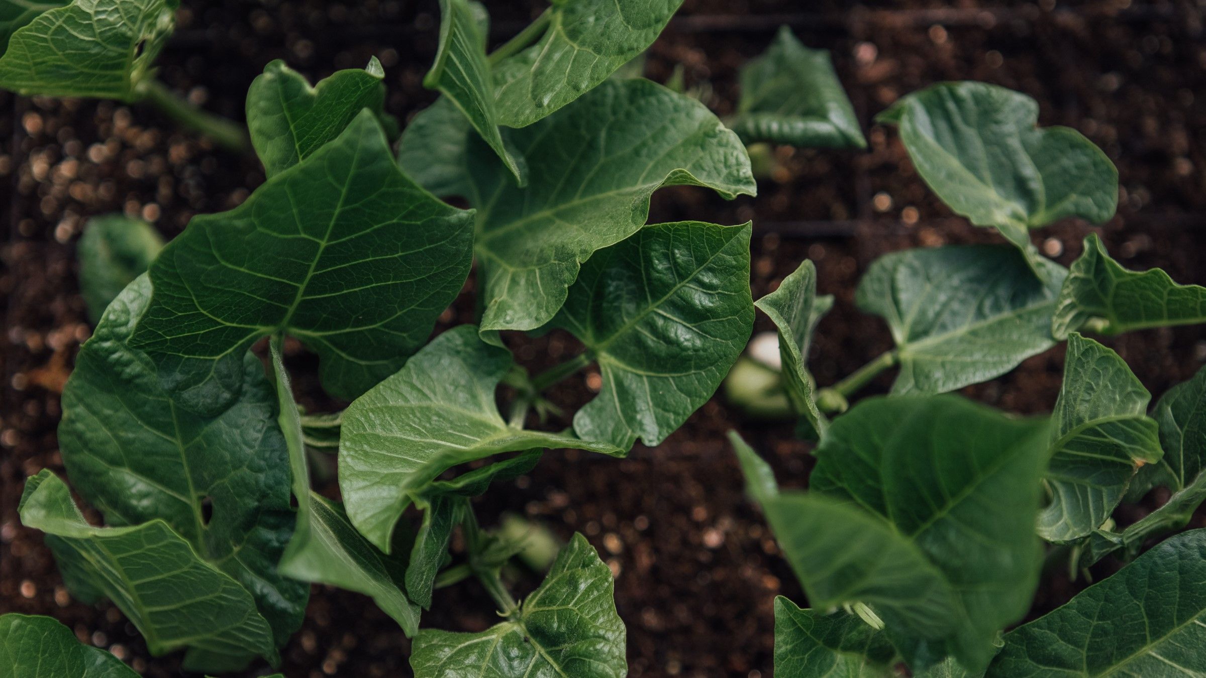 Image of Flourish Climate Resilience Campaign