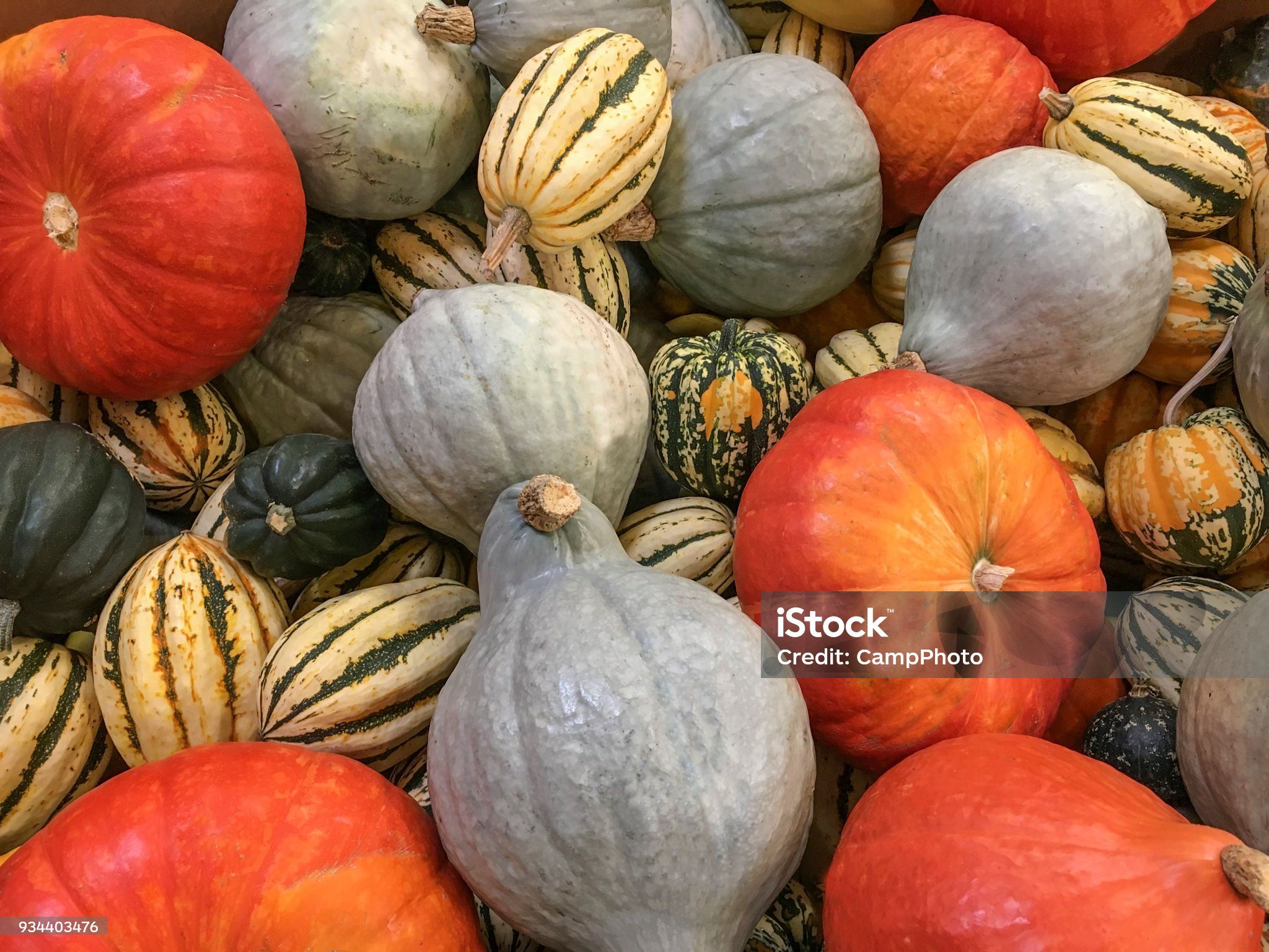 Image of Organic Squash