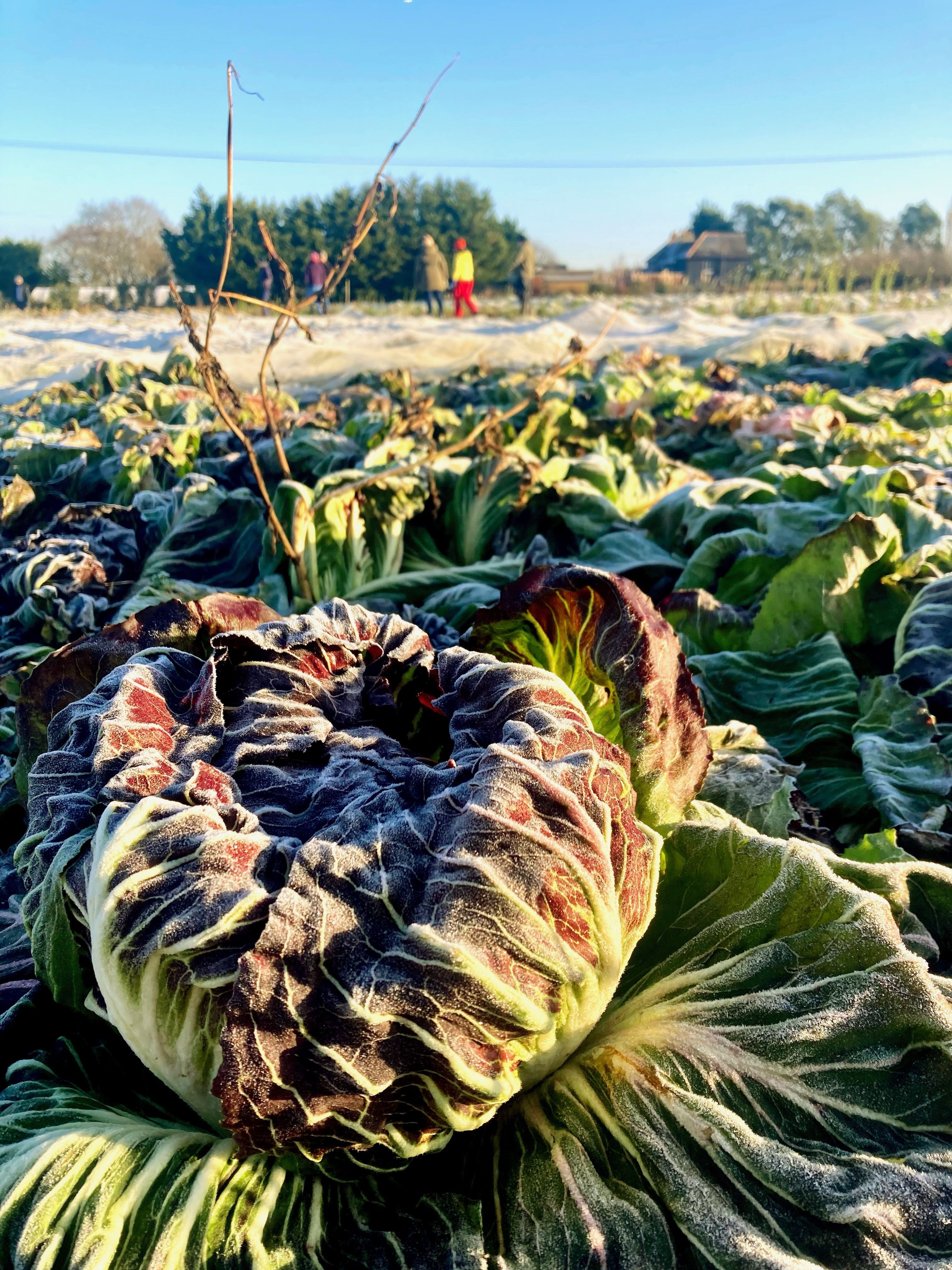 Image of News from the Field