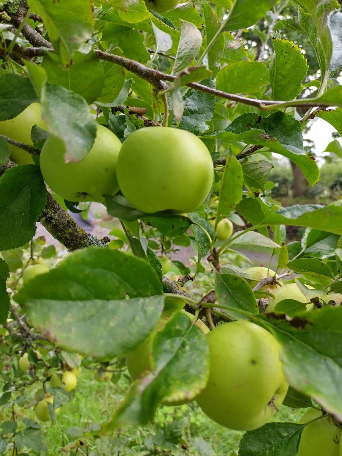 Image of Apples - Greensleeves - 500g (Tyn yr Helyg)