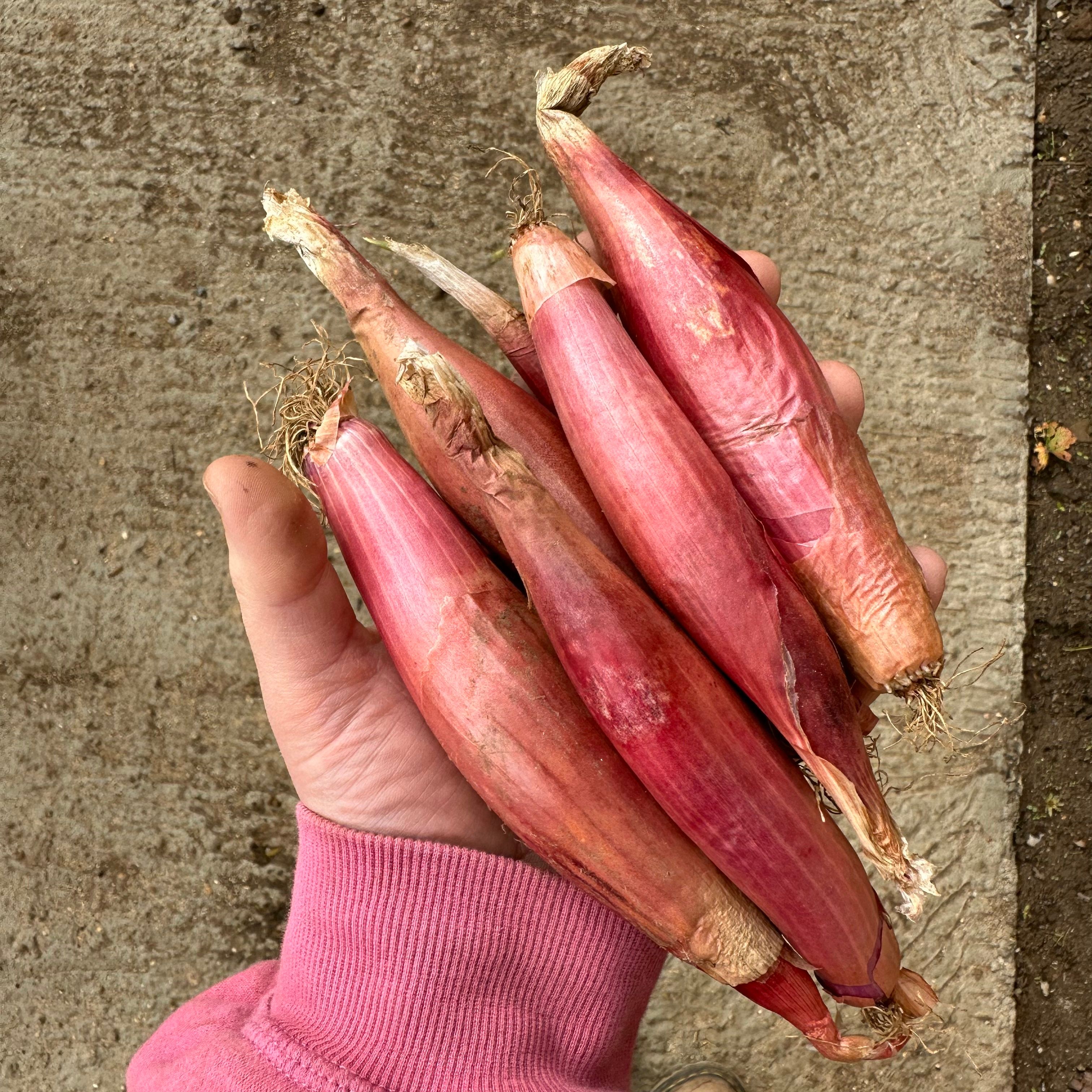Tropea Lunga Onions