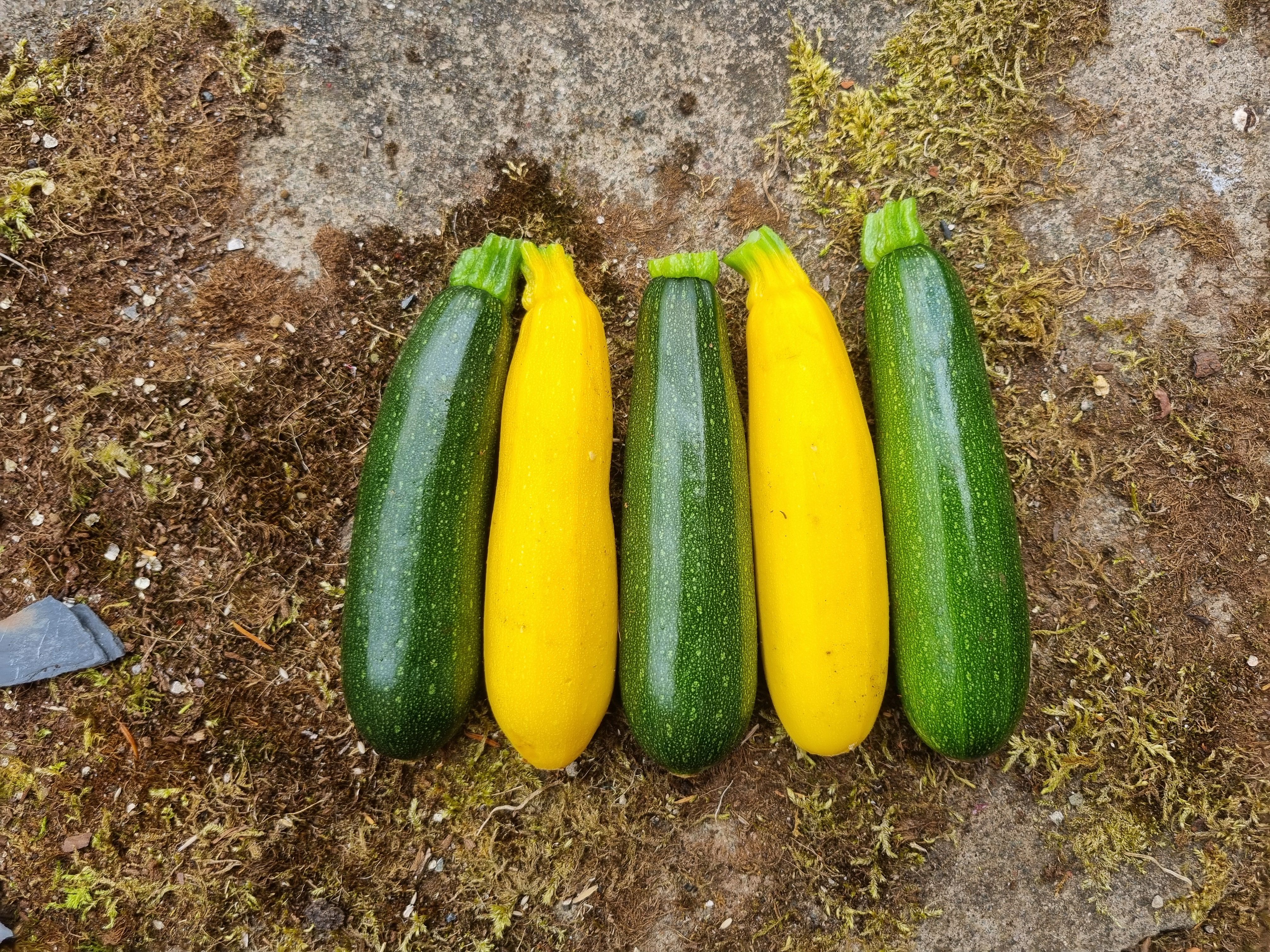 Courgettes