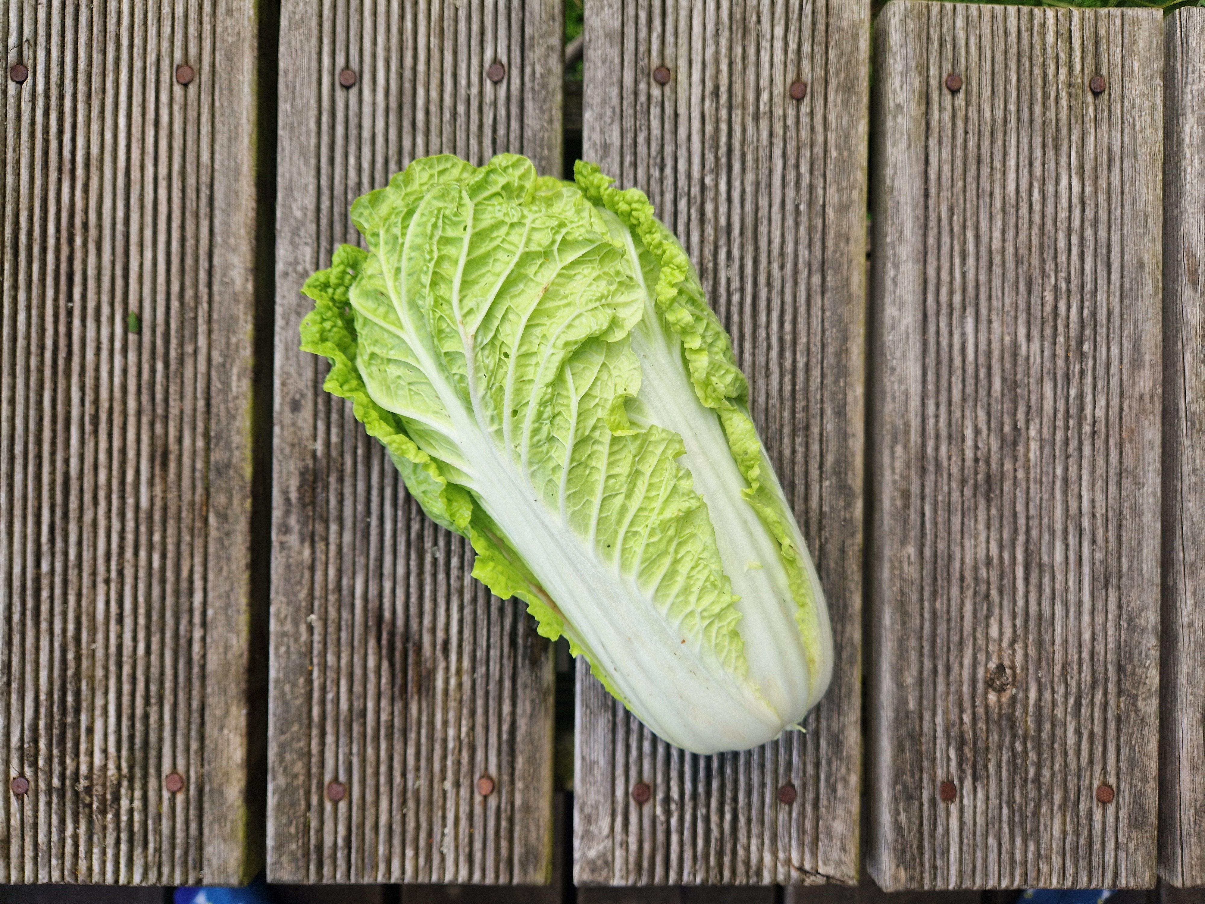 Image of Chinese Cabbage