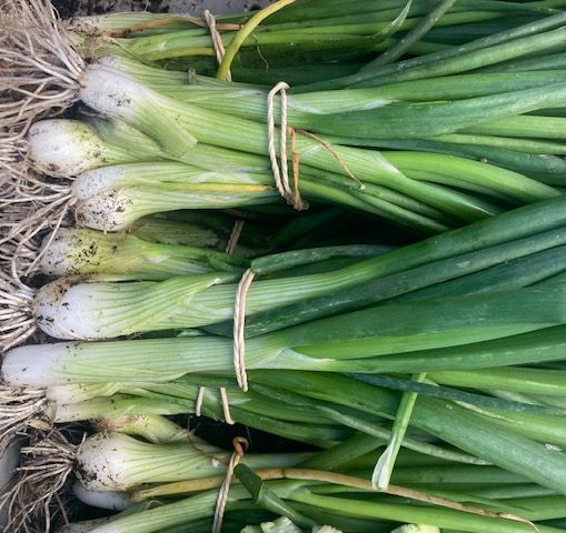 Wonky Spring Onion