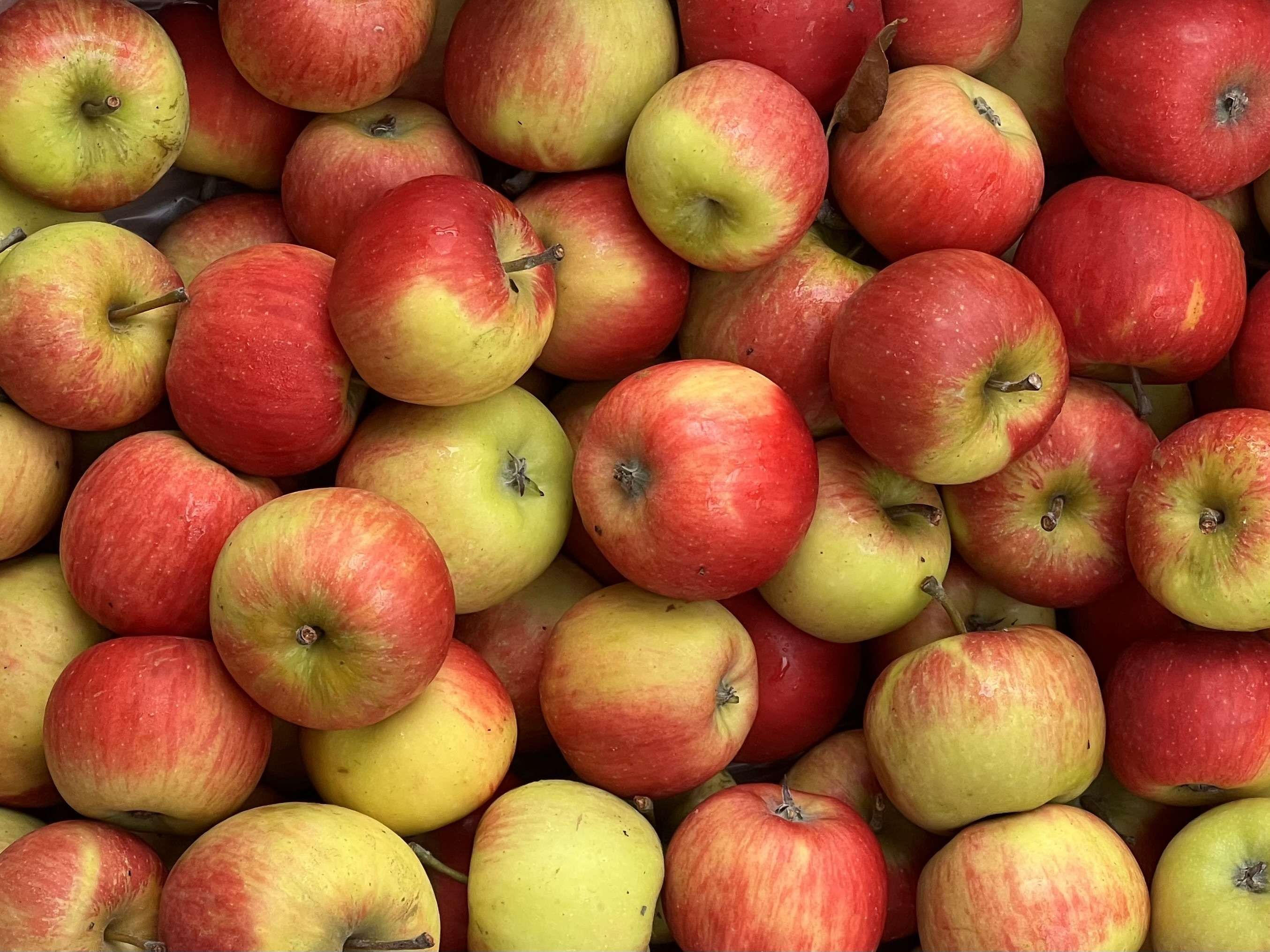Image of Apple "Pirouette"