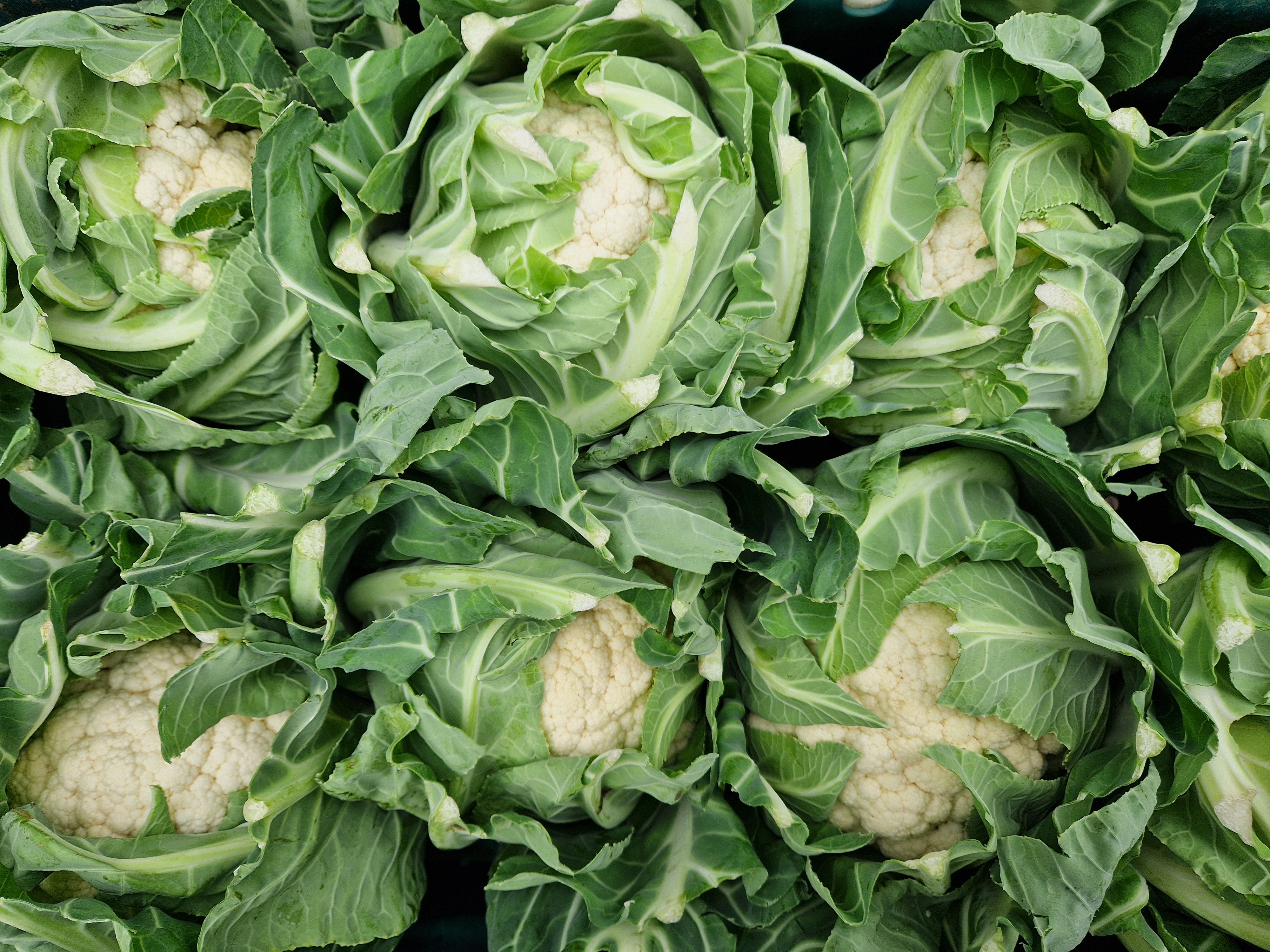 Image of Cauliflower