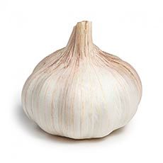 Image of Garlic [Provence Wight]