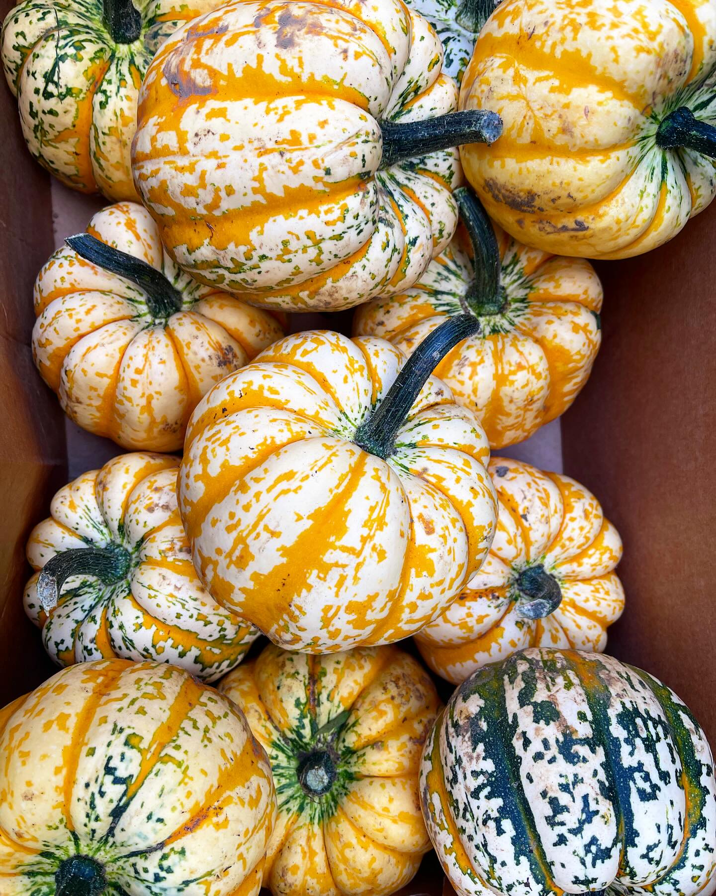 Image of Squash, Harlequin