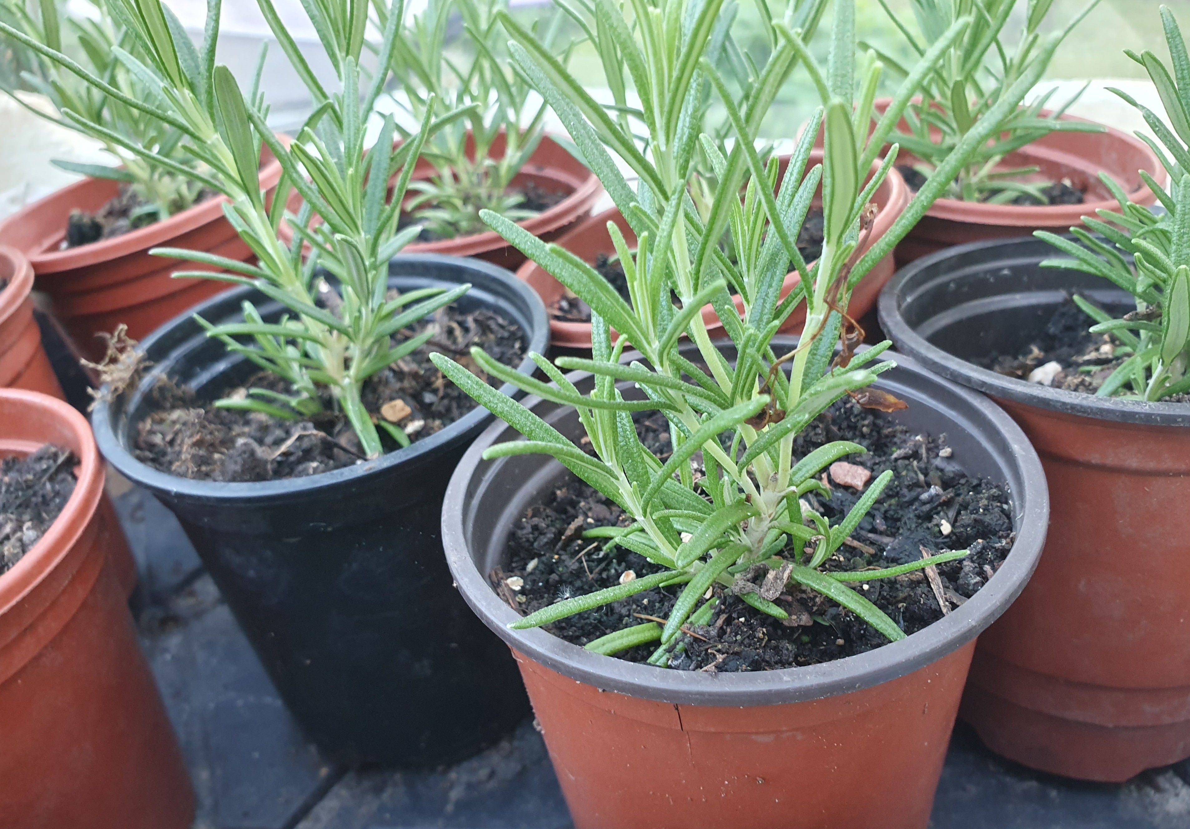 Image of Plants