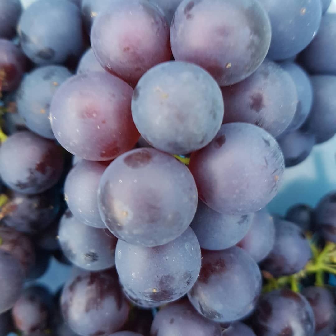 Image of Purple Muscat Grapes