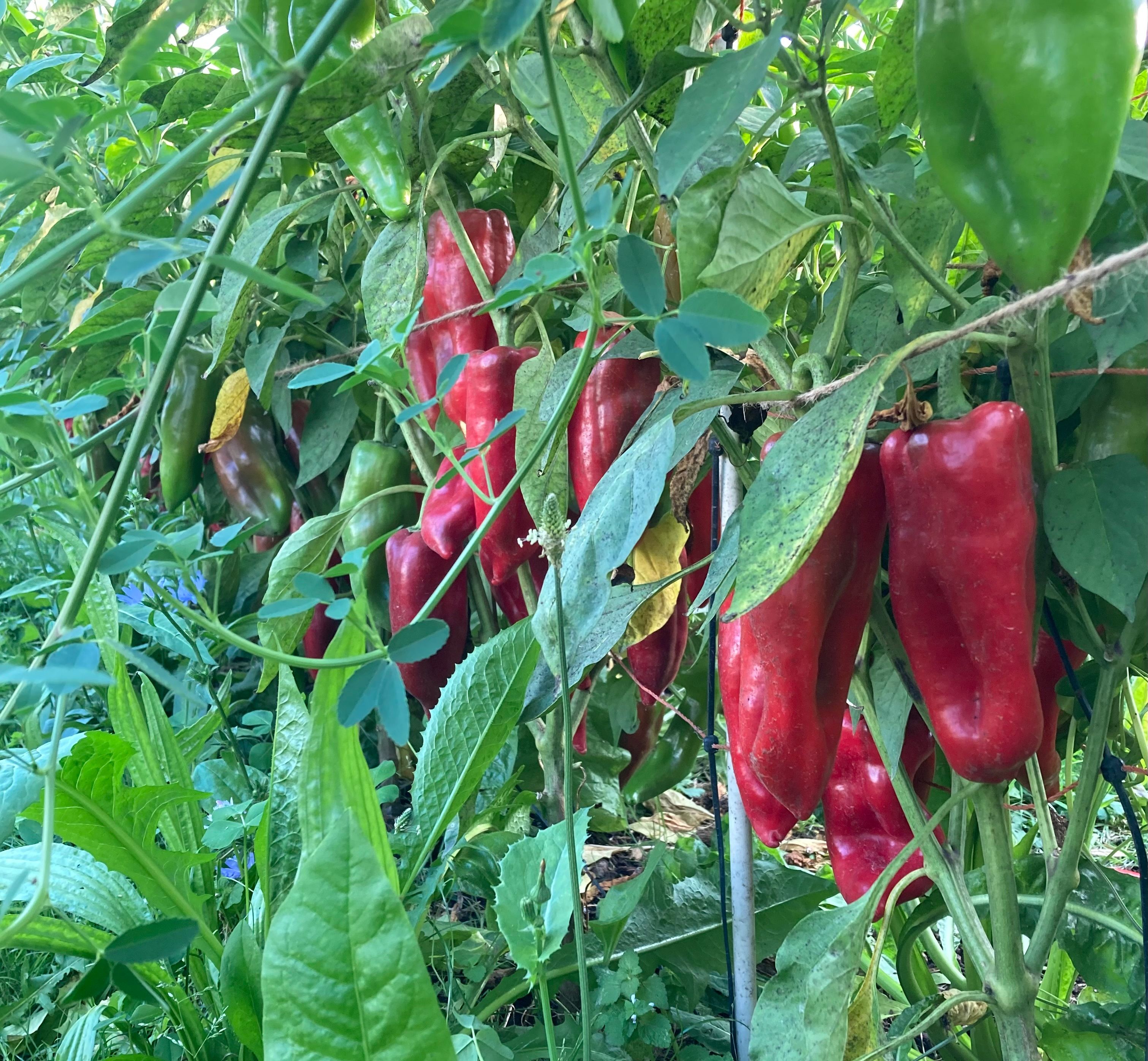 Image of Peppers Ramero