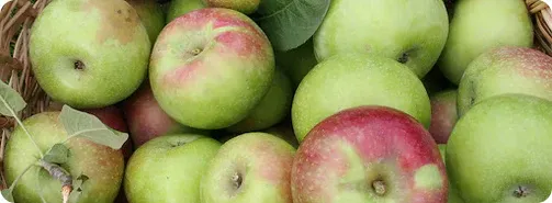 Bramley Apples