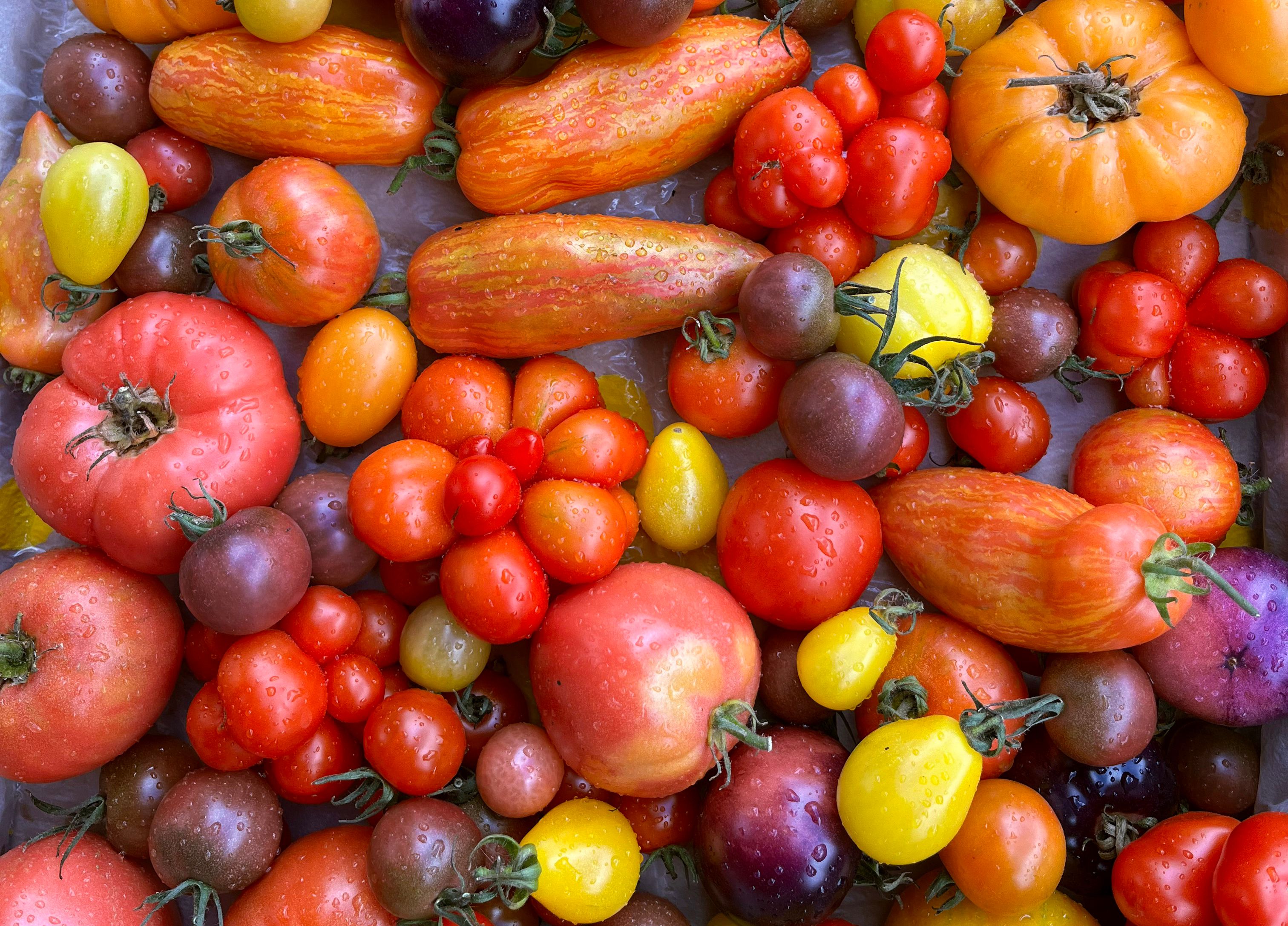 Tomatoes [Heritage]