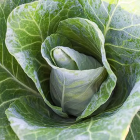Cabbage - Pointed