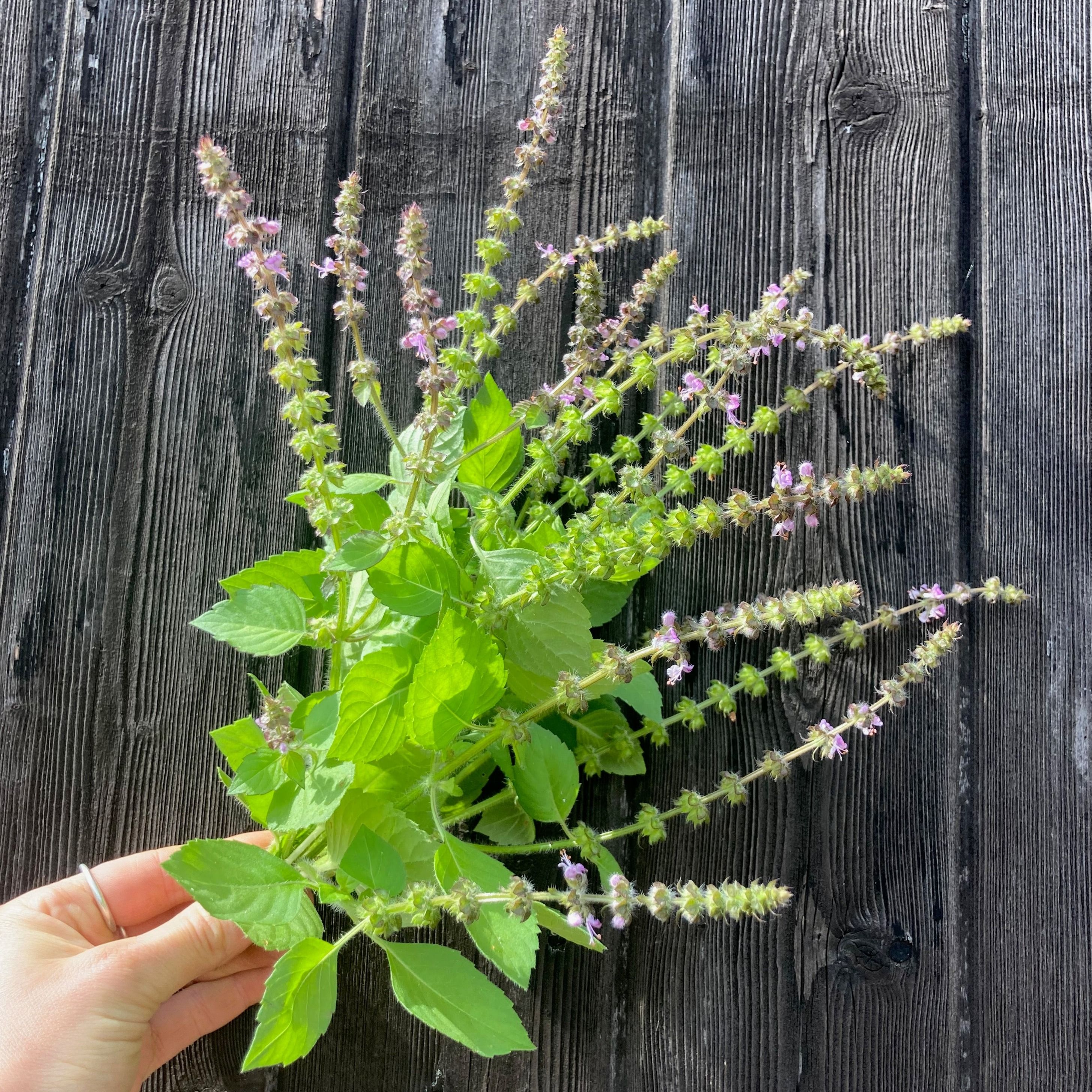 Image of Holy Basil
