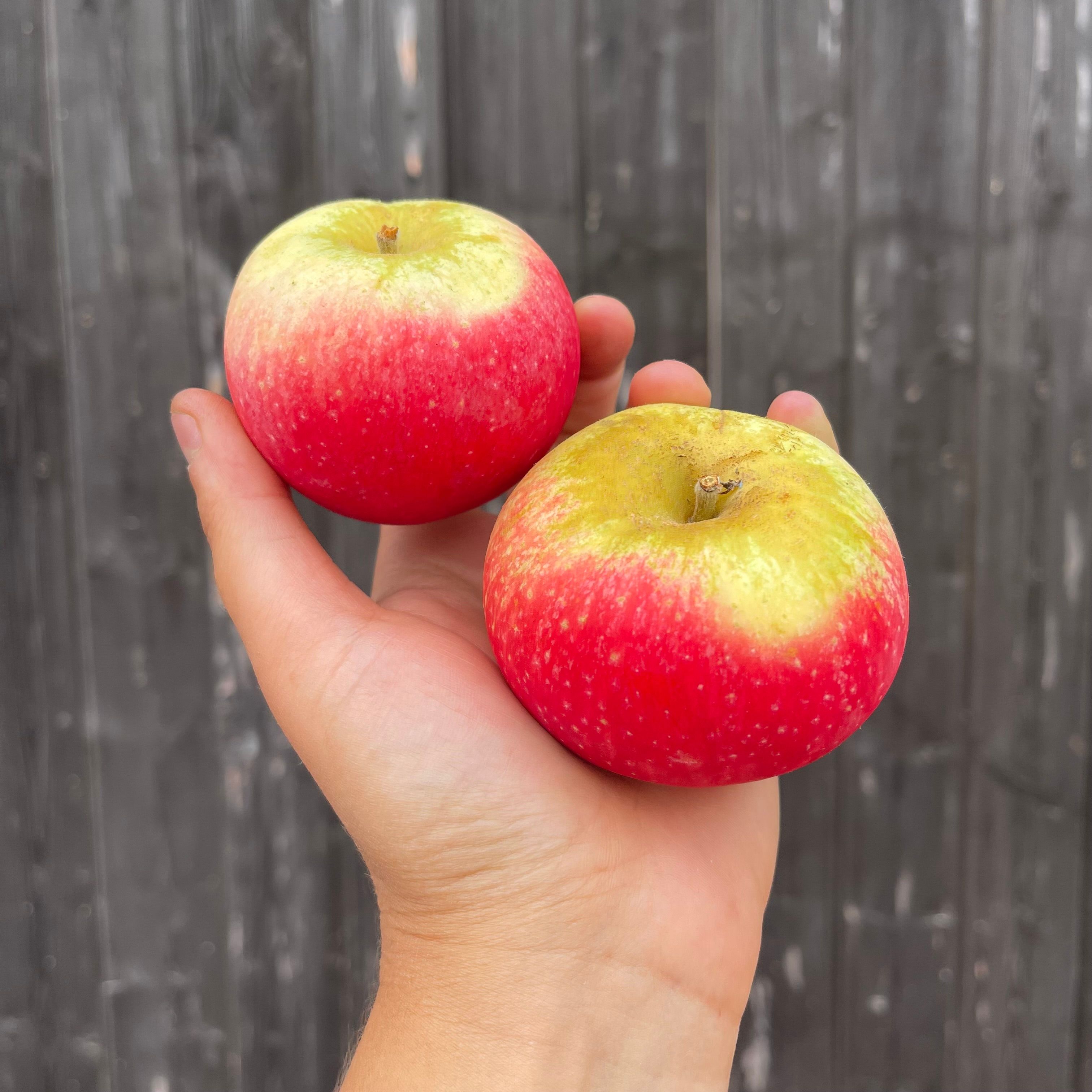 Image of Discovery Apples