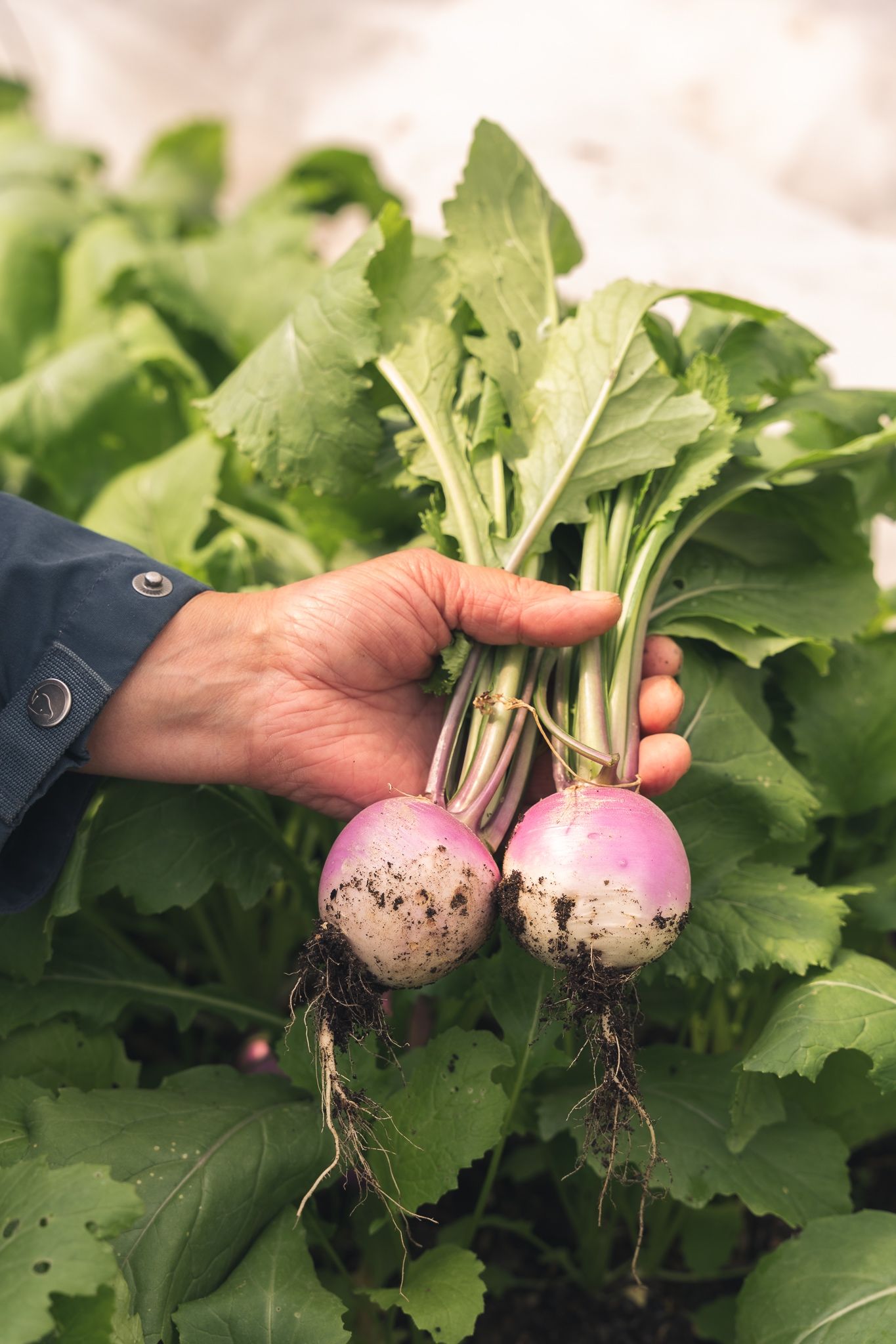 Image of Bunch of sweet bell turnips