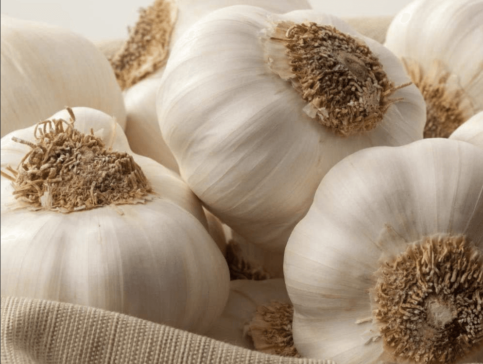 Image of Garlic [Provence Wight]