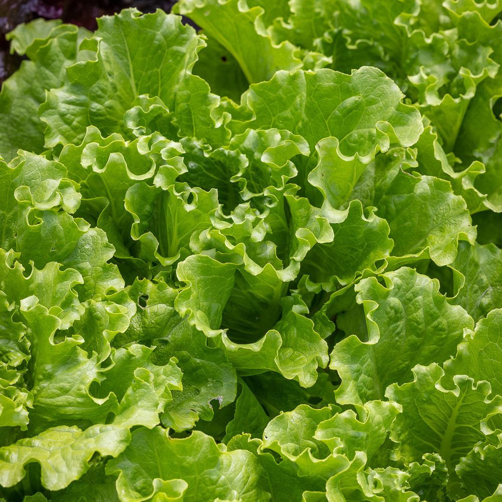 Image of Green Batavia Lettuce (x 1)