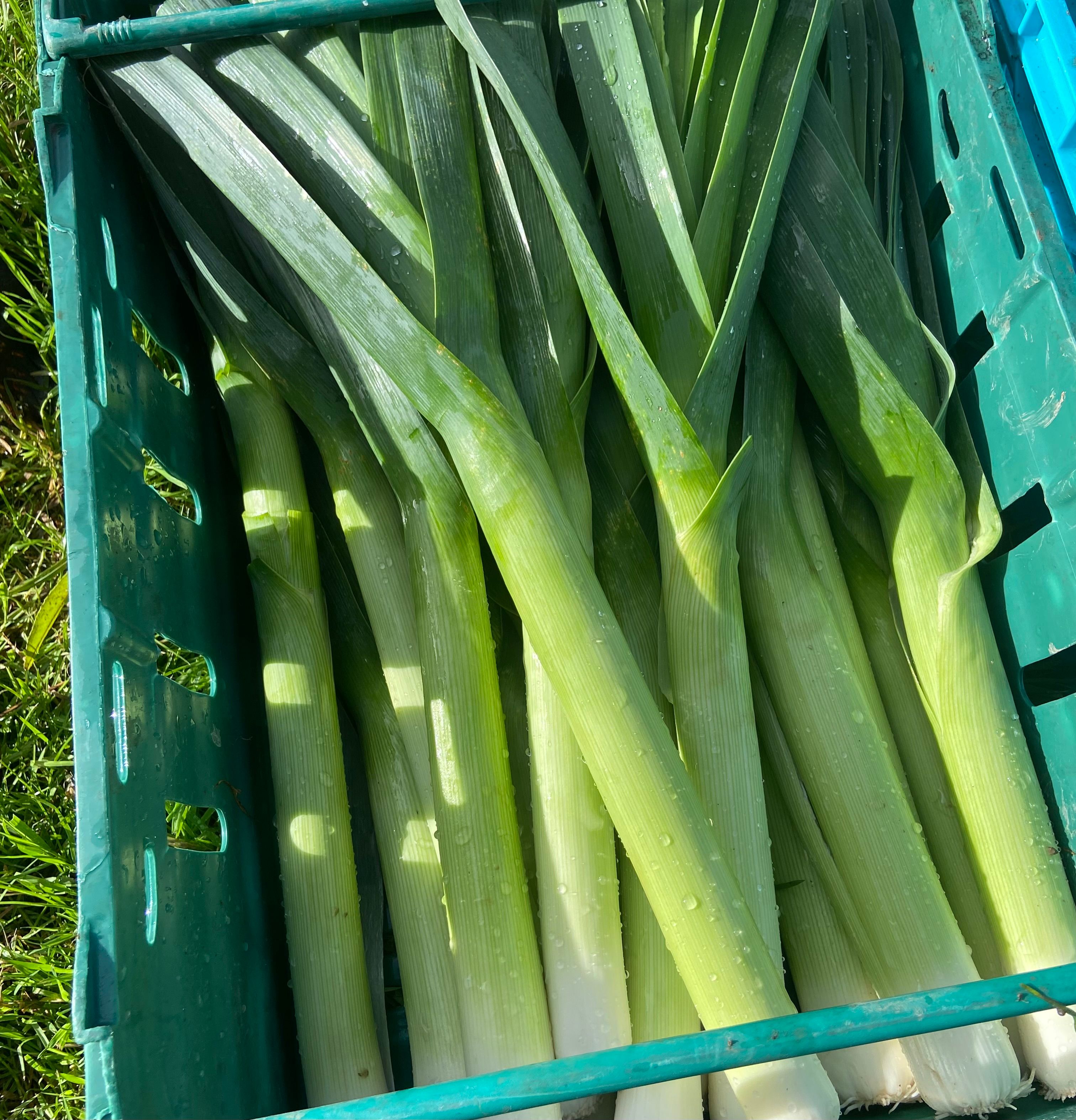 Leeks