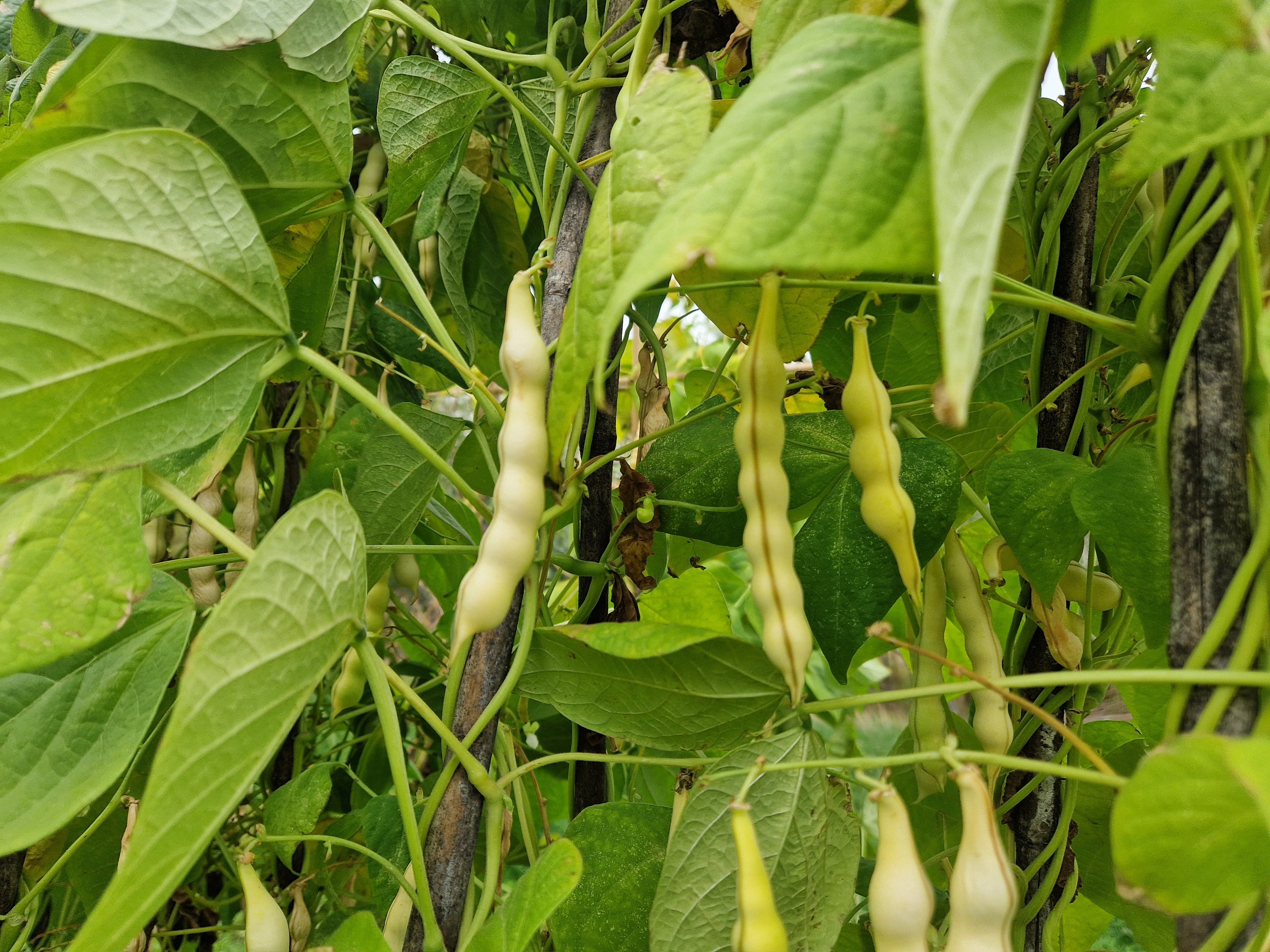 Image of Podding Beans