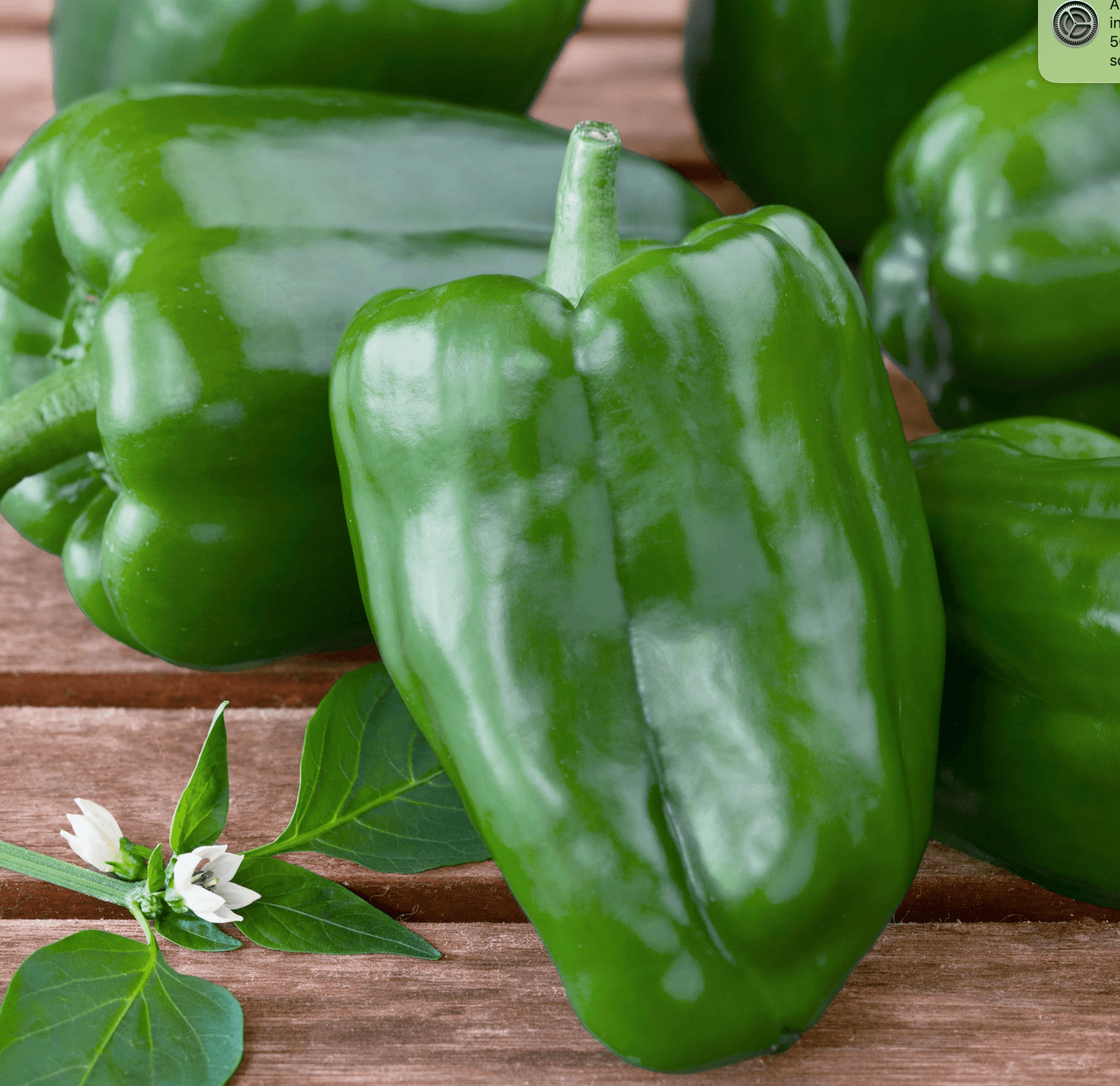 Pepper [Sweet Pepper – Bendigo]