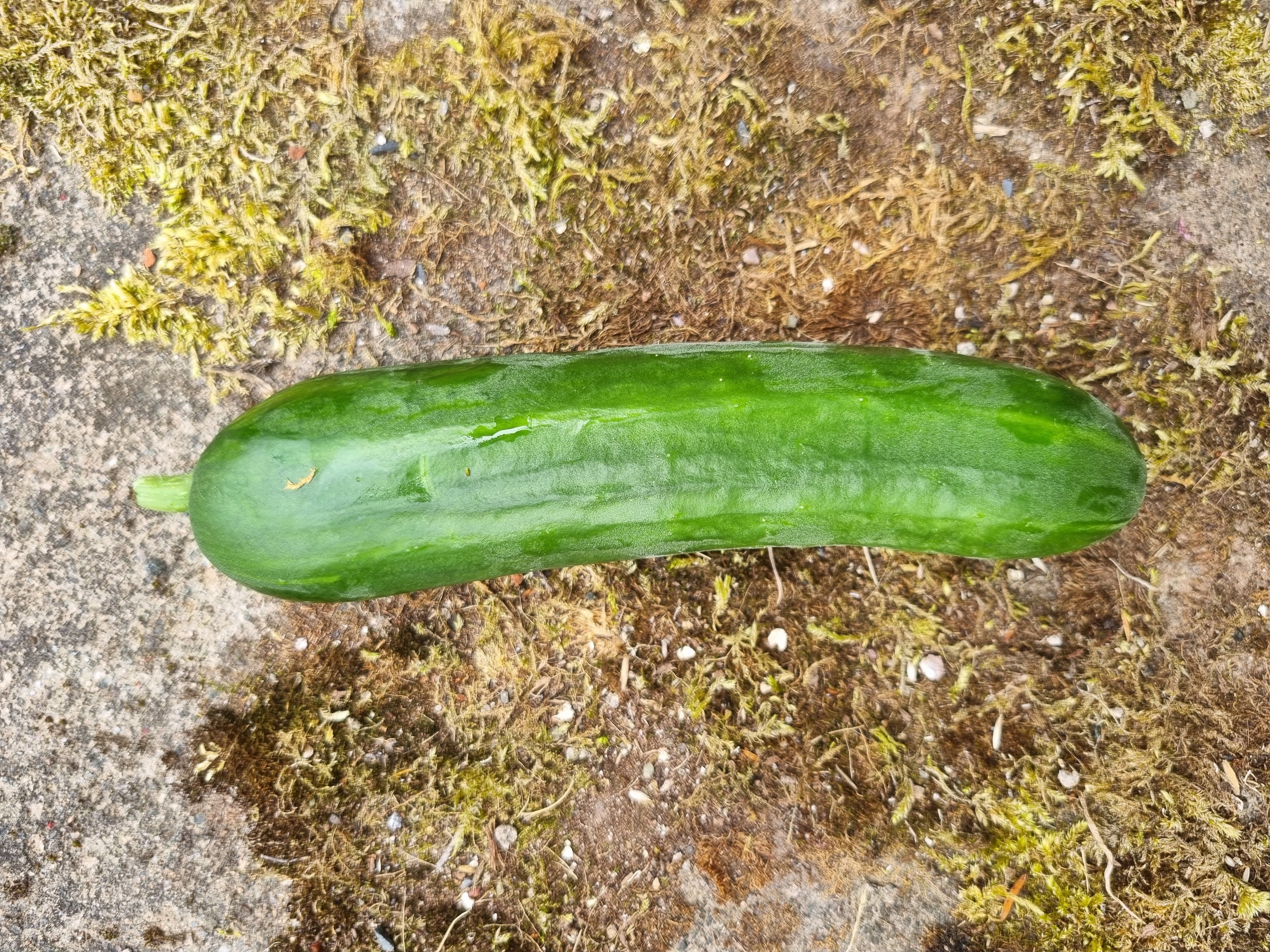 Cucumber