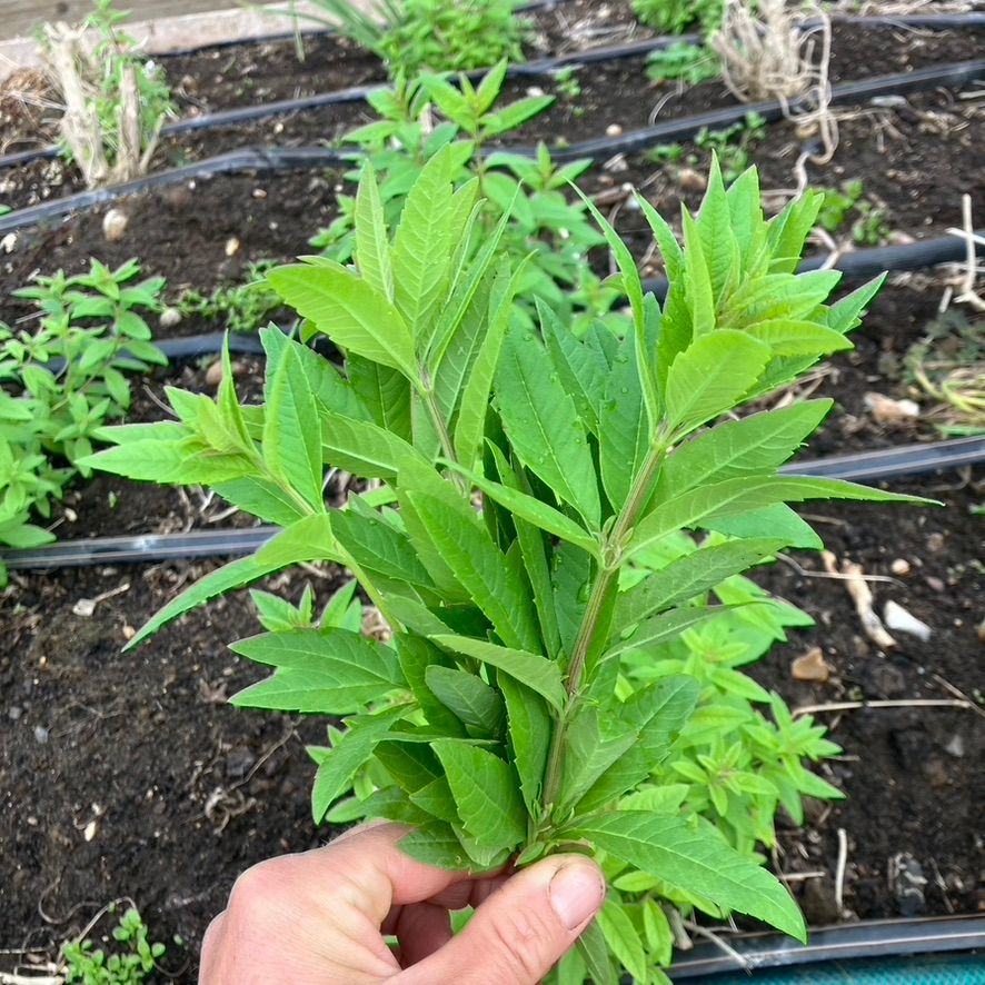 Image of Lemon Verbena