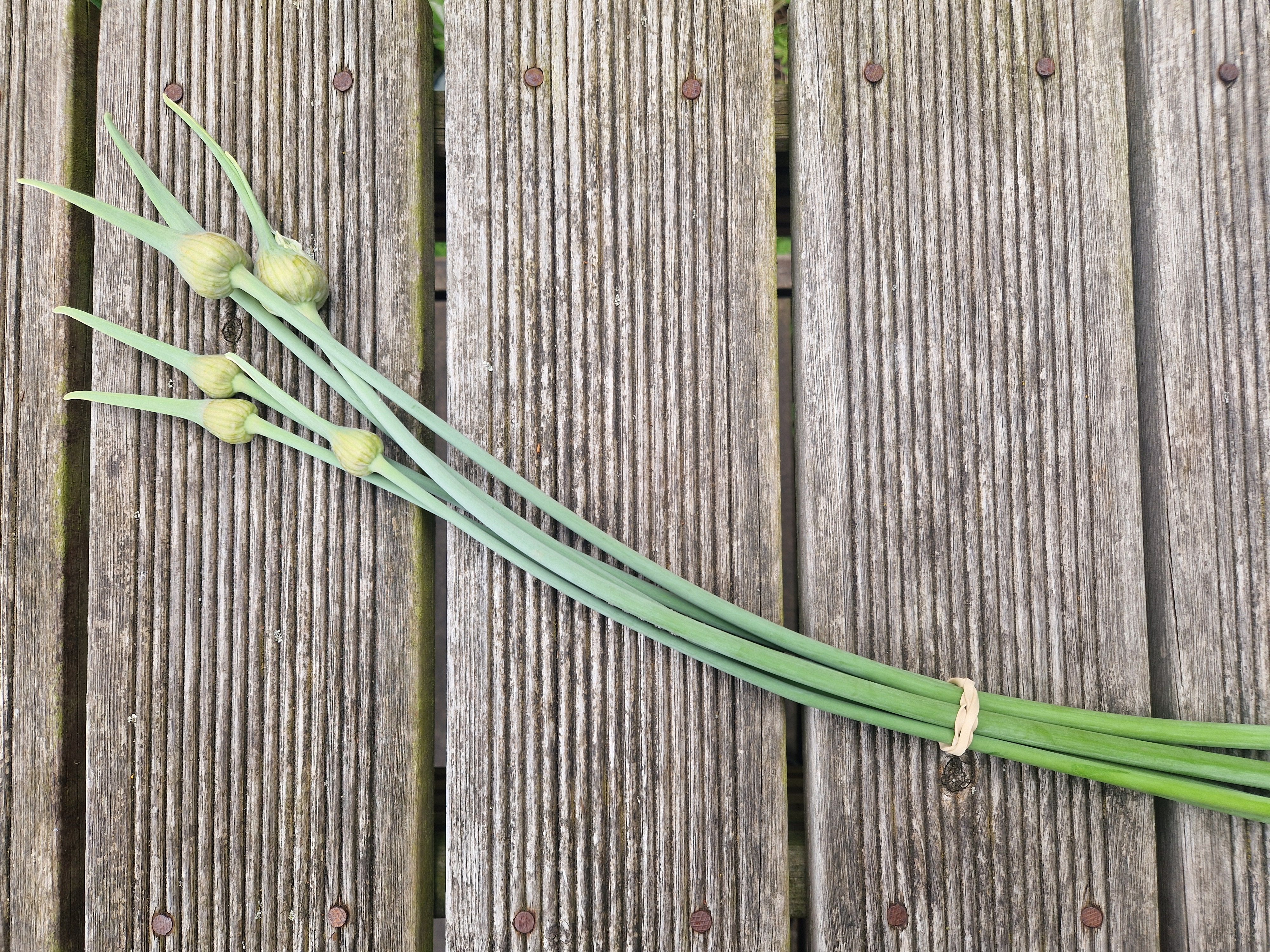 Image of Garlic Scapes