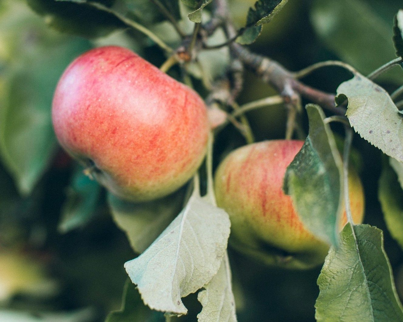 Image of Apples - Red Pippin 500g