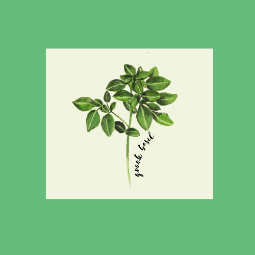 Greek Basil