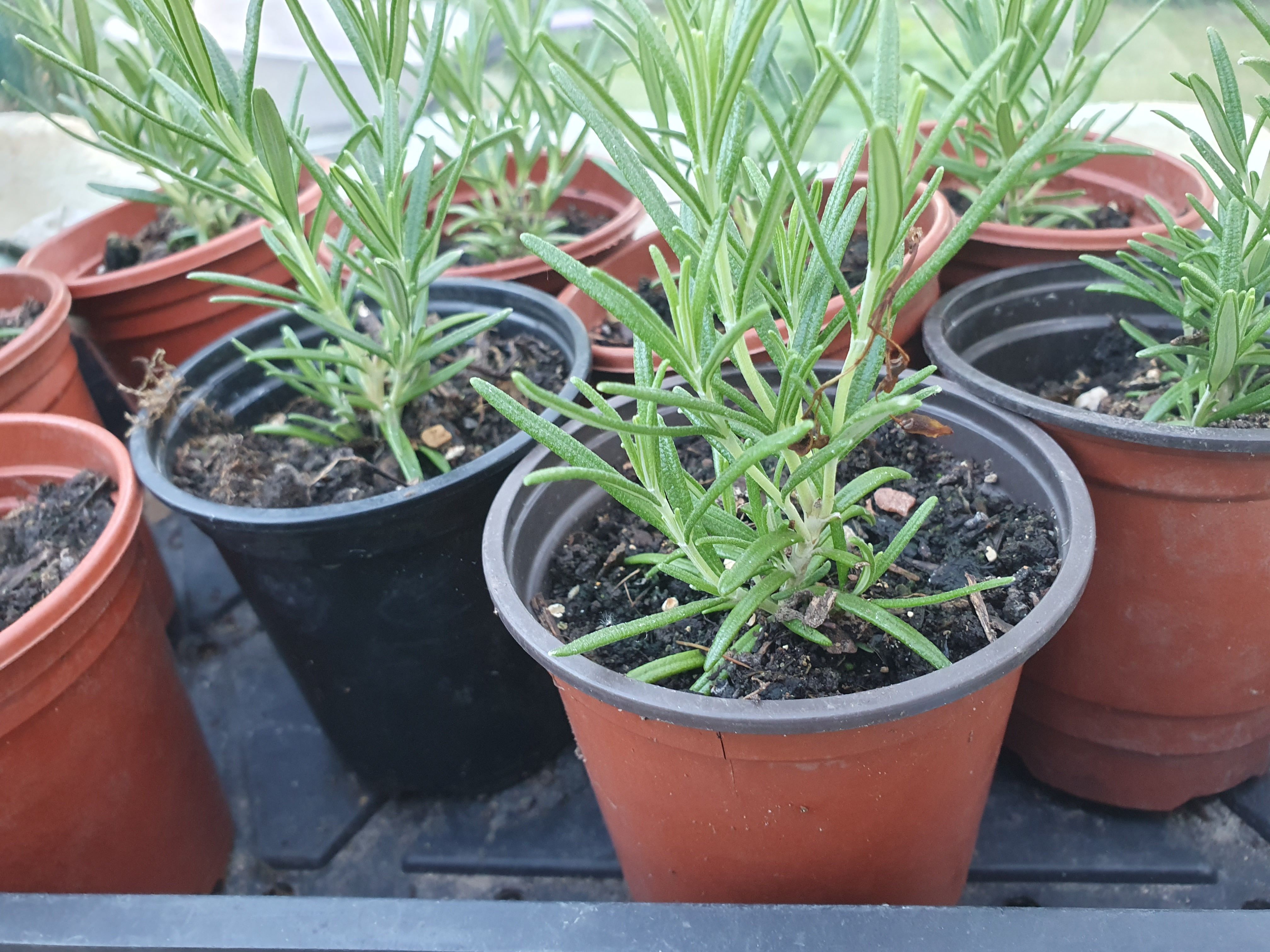 Image of Rosemary