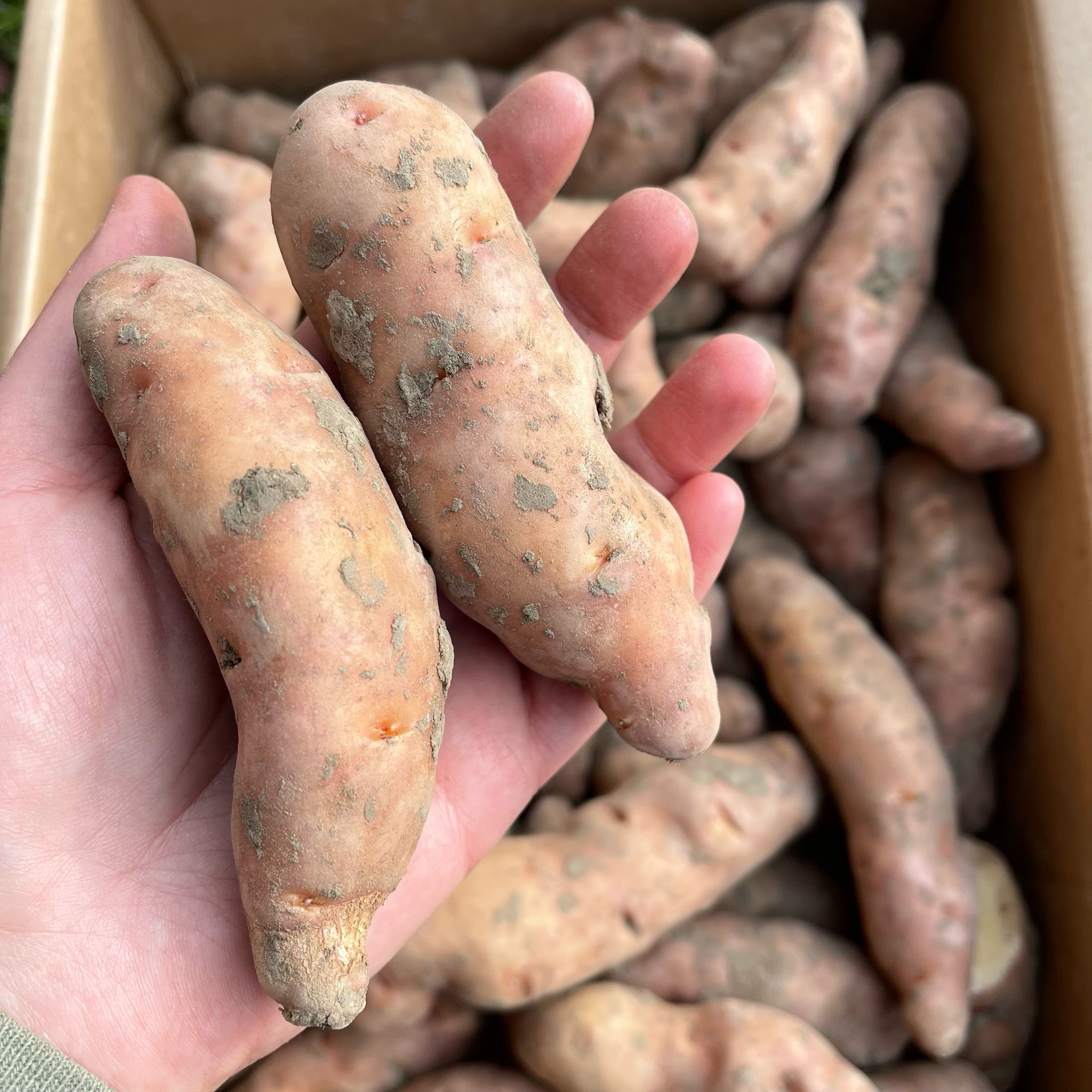 Potatoes Pink Fir