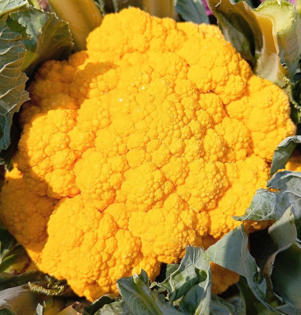 Cauliflower, Orange