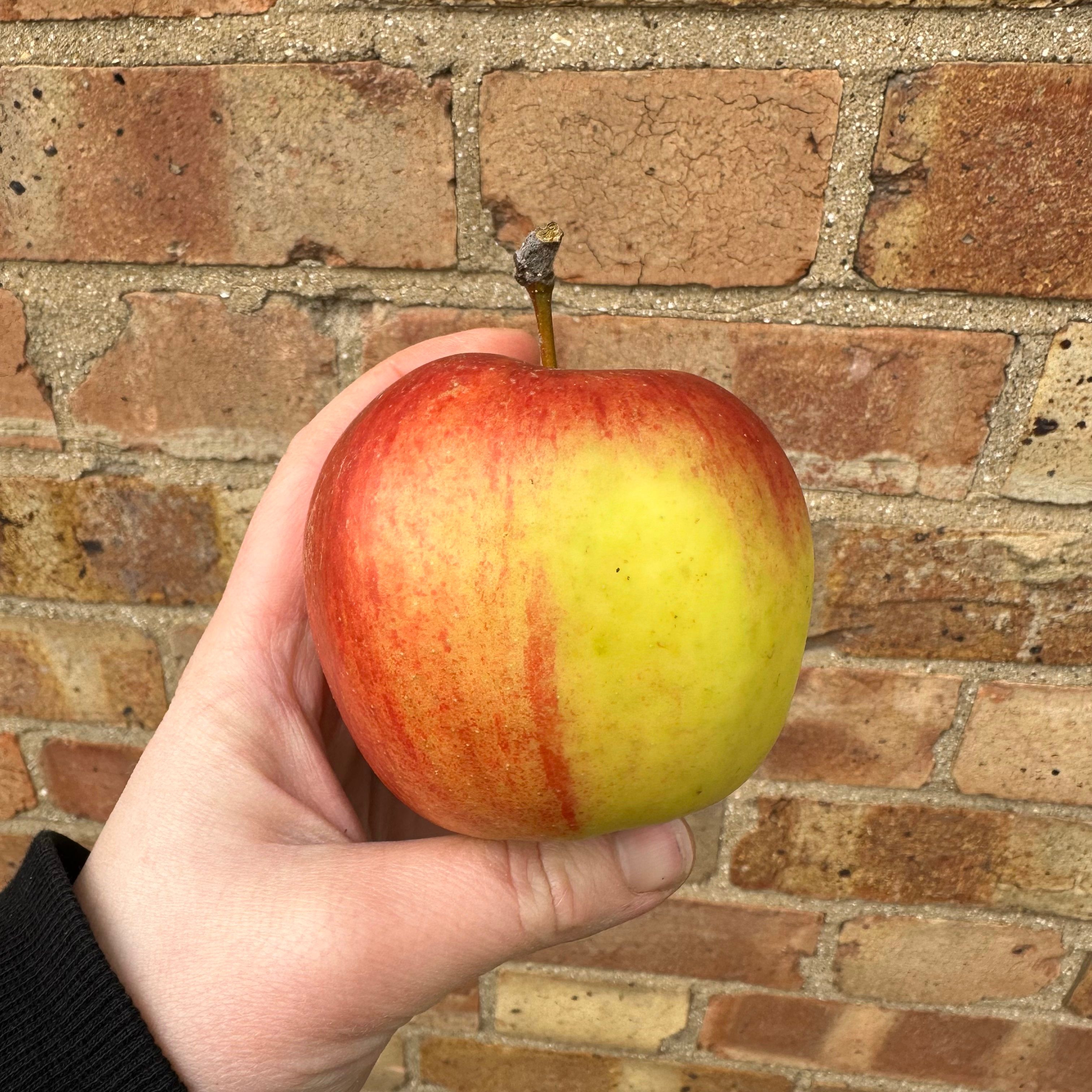 Apples Local