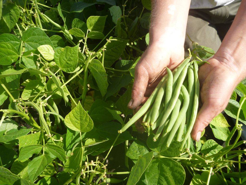 Image of French Beans