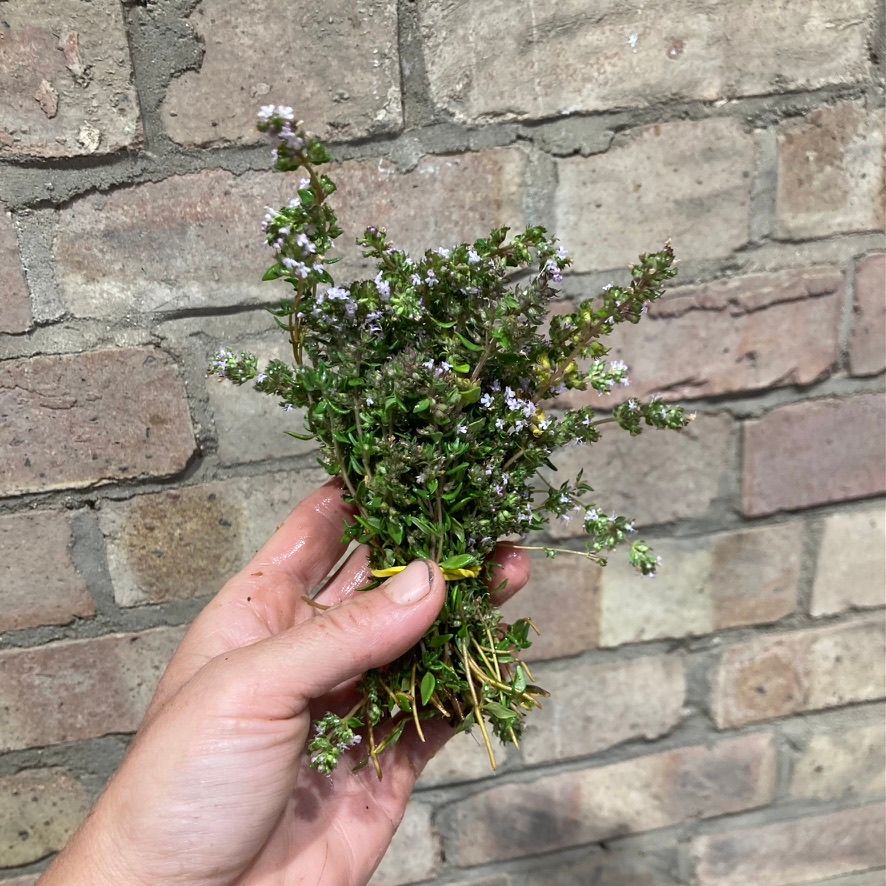 Thyme
