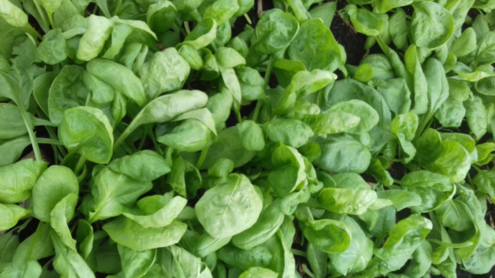 Spinach