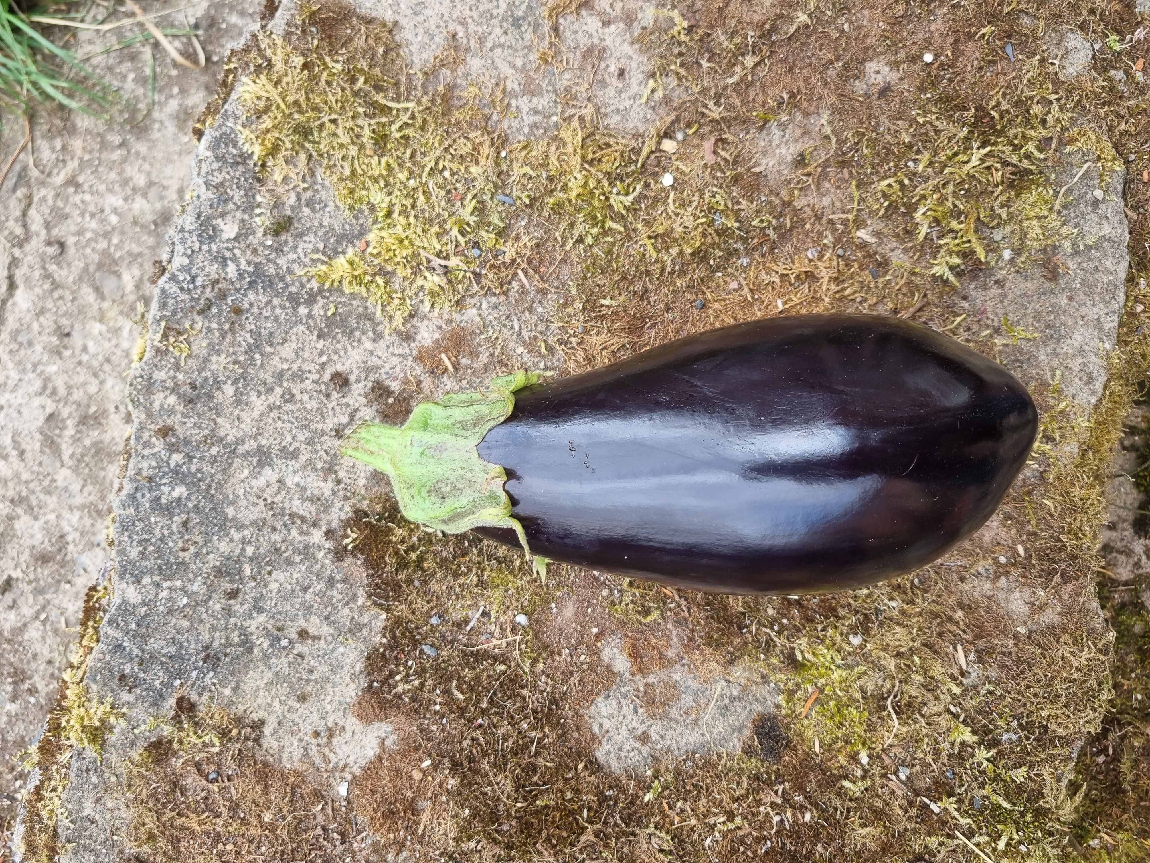 Image of Aubergine