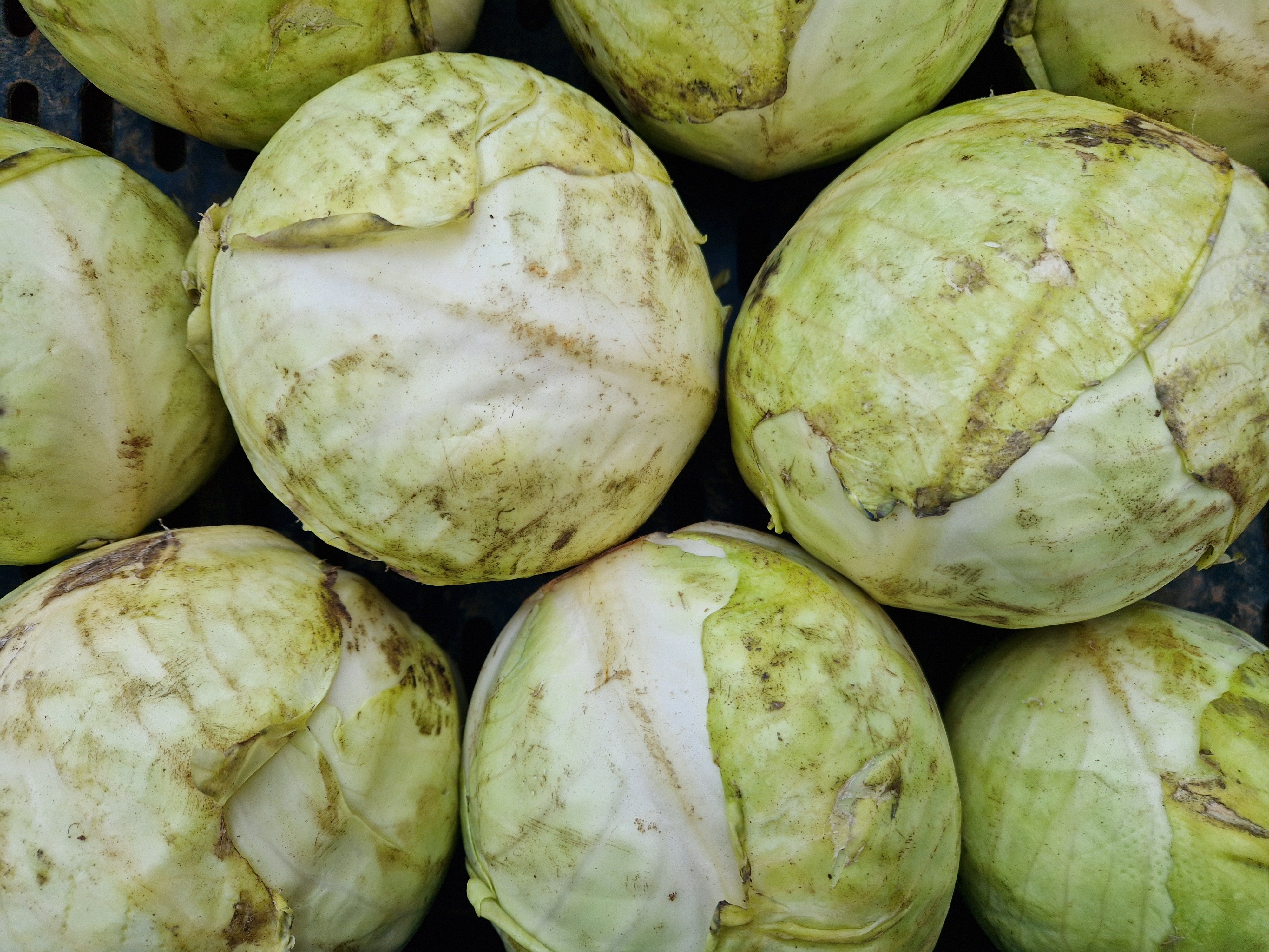 Image of Cabbage White
