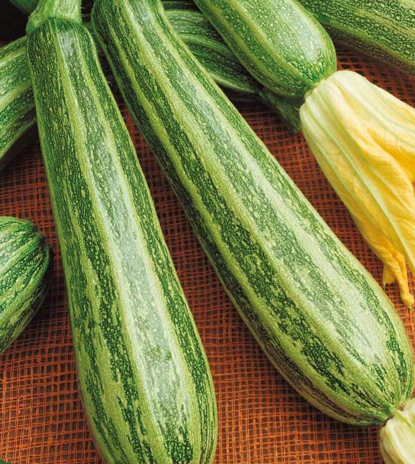 Image of
Striato di Napoli Courgette - Seeds