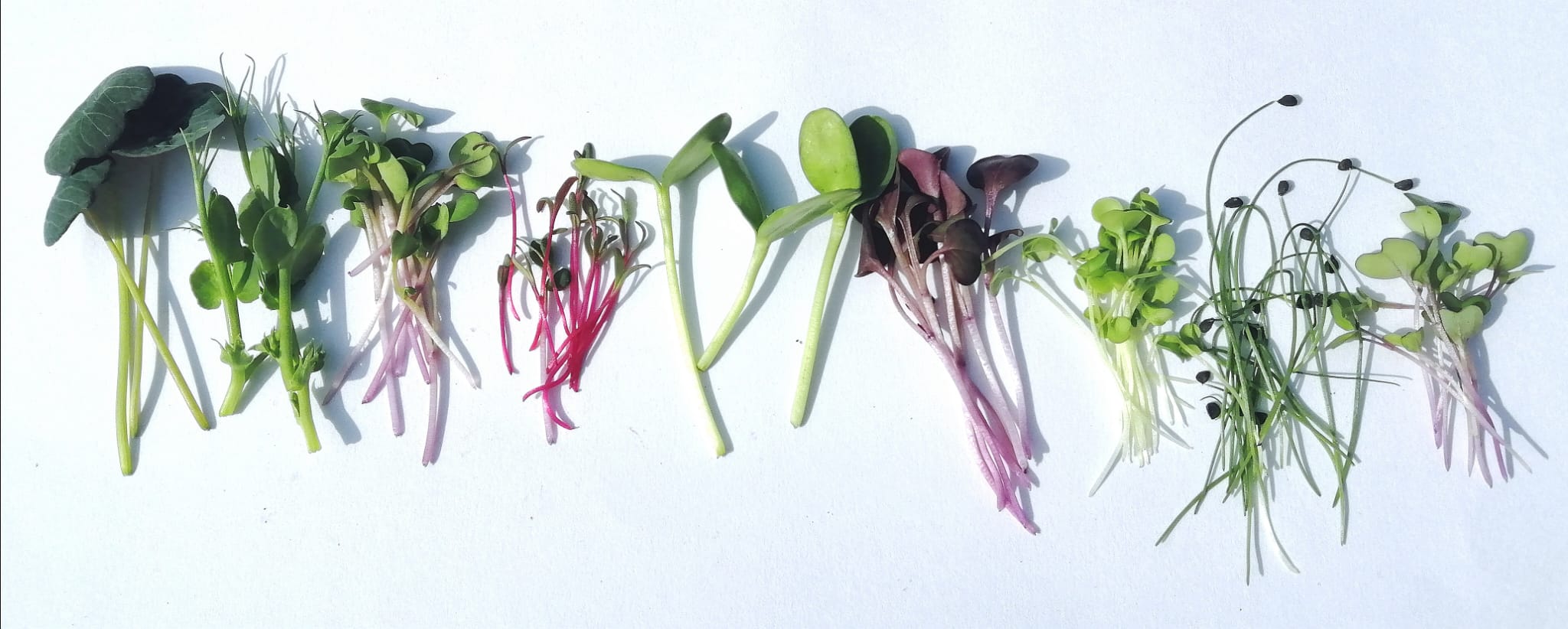 Image of Home Delivery Service