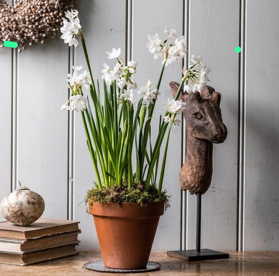 Image of *New* Potted Bulbs