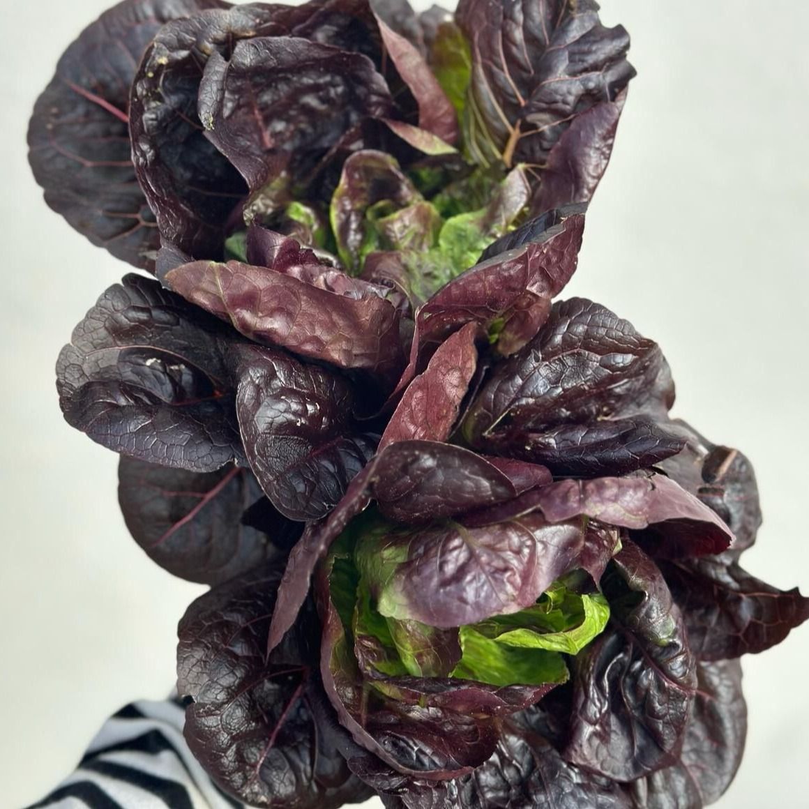 Image of Moonred Gem Lettuce