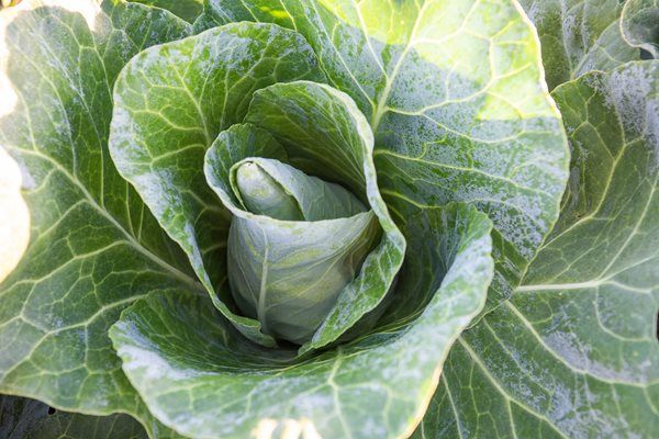Image of Cabbage - Pointed
