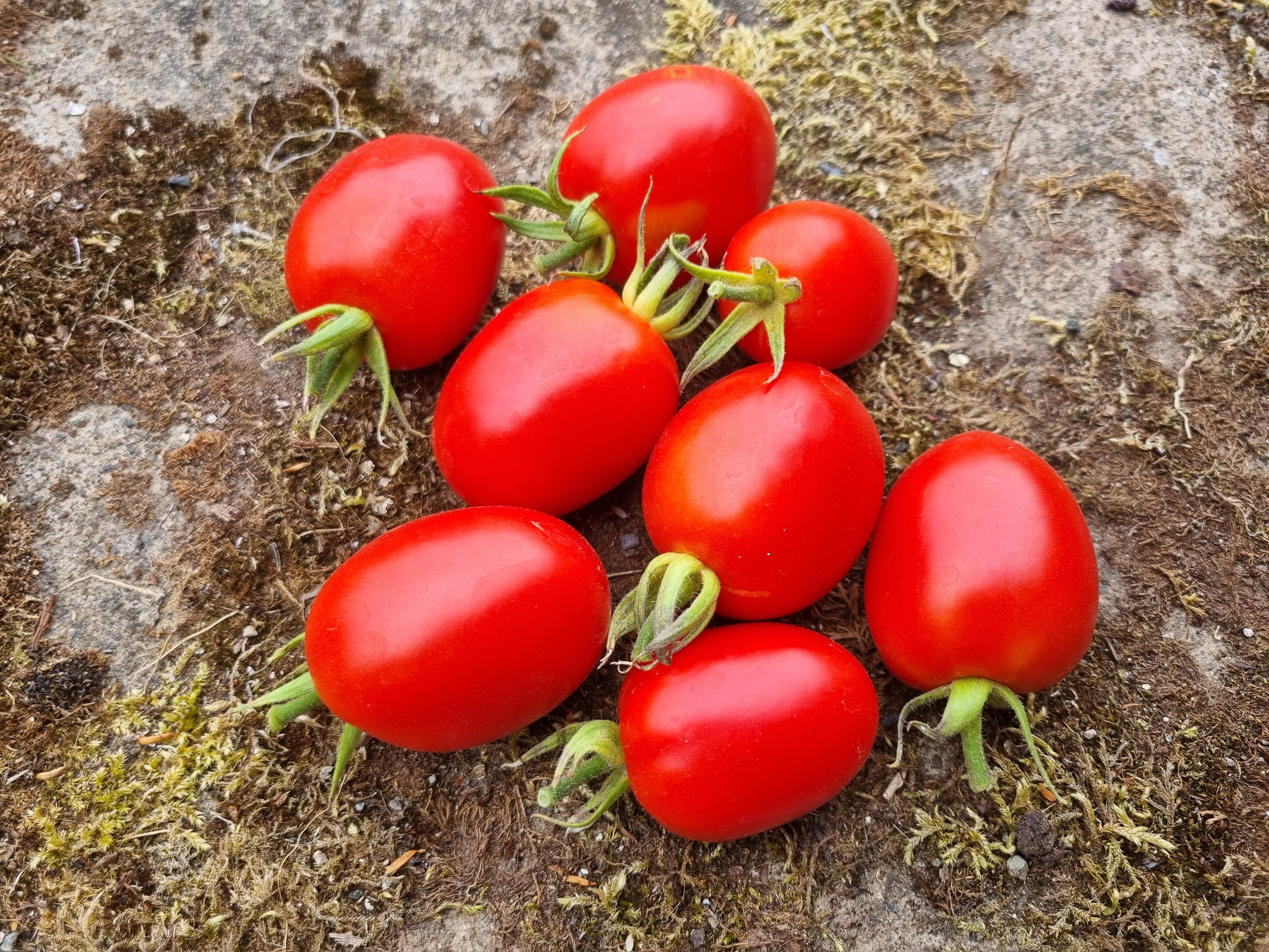 Image of Plum Tomatoes